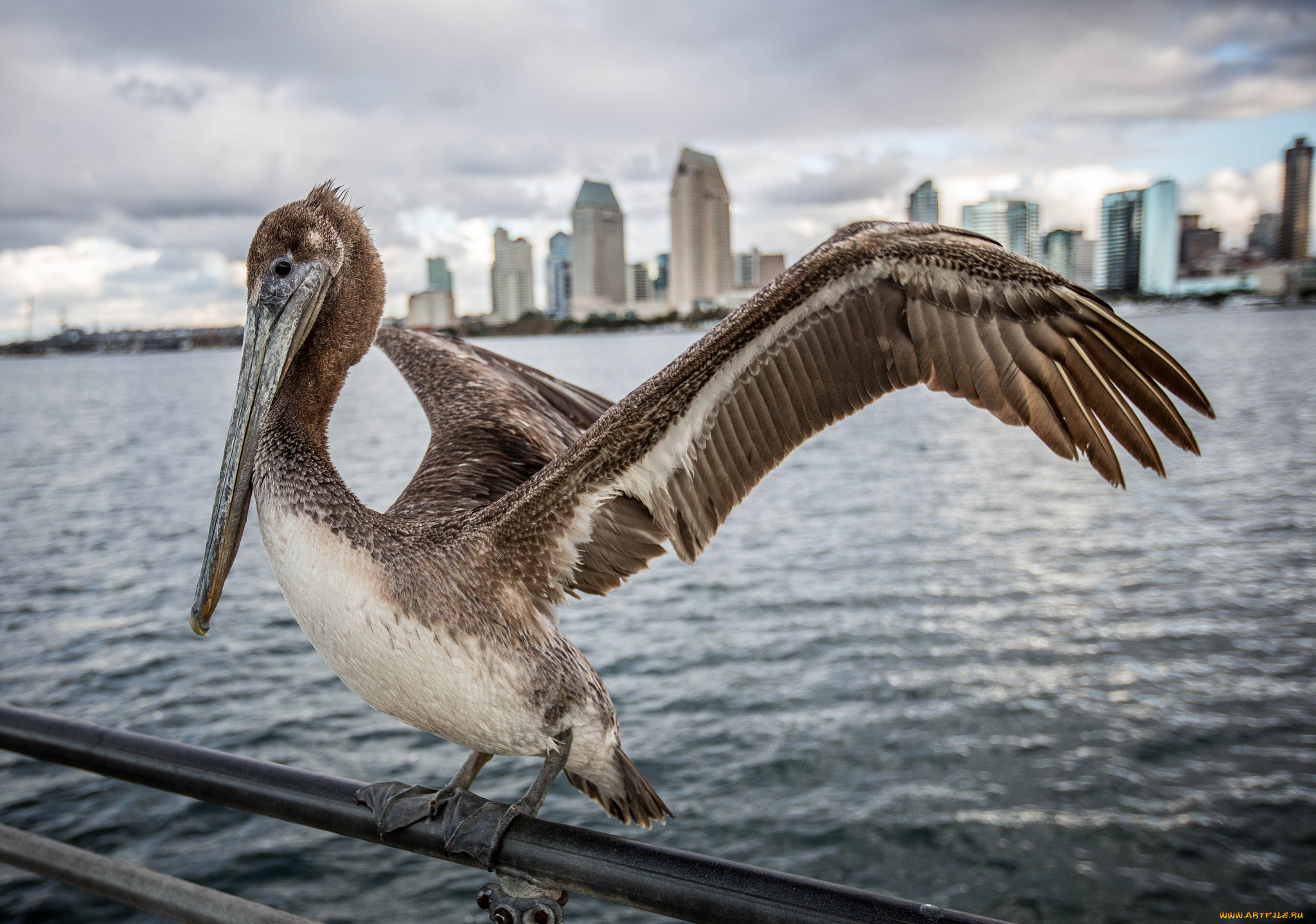 животные, пеликаны, перила, пеликан