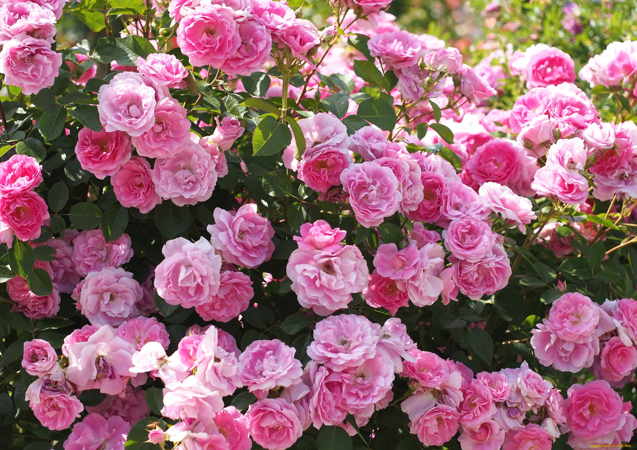 цветы, розы, розовый