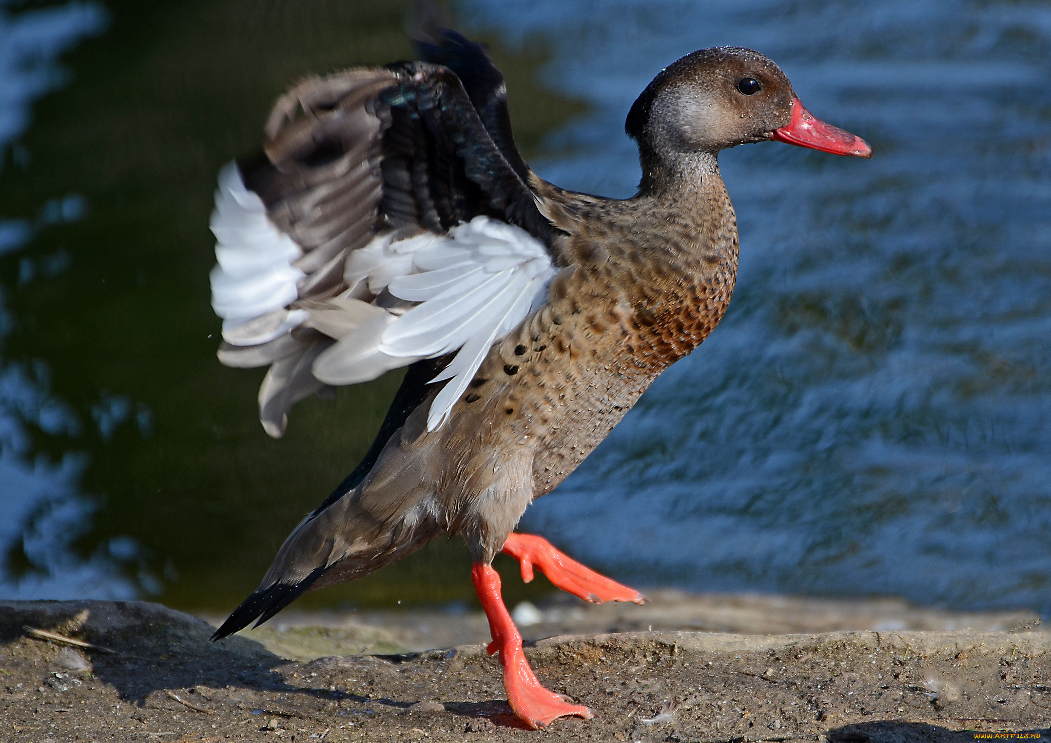 животные, утки, утка, берег