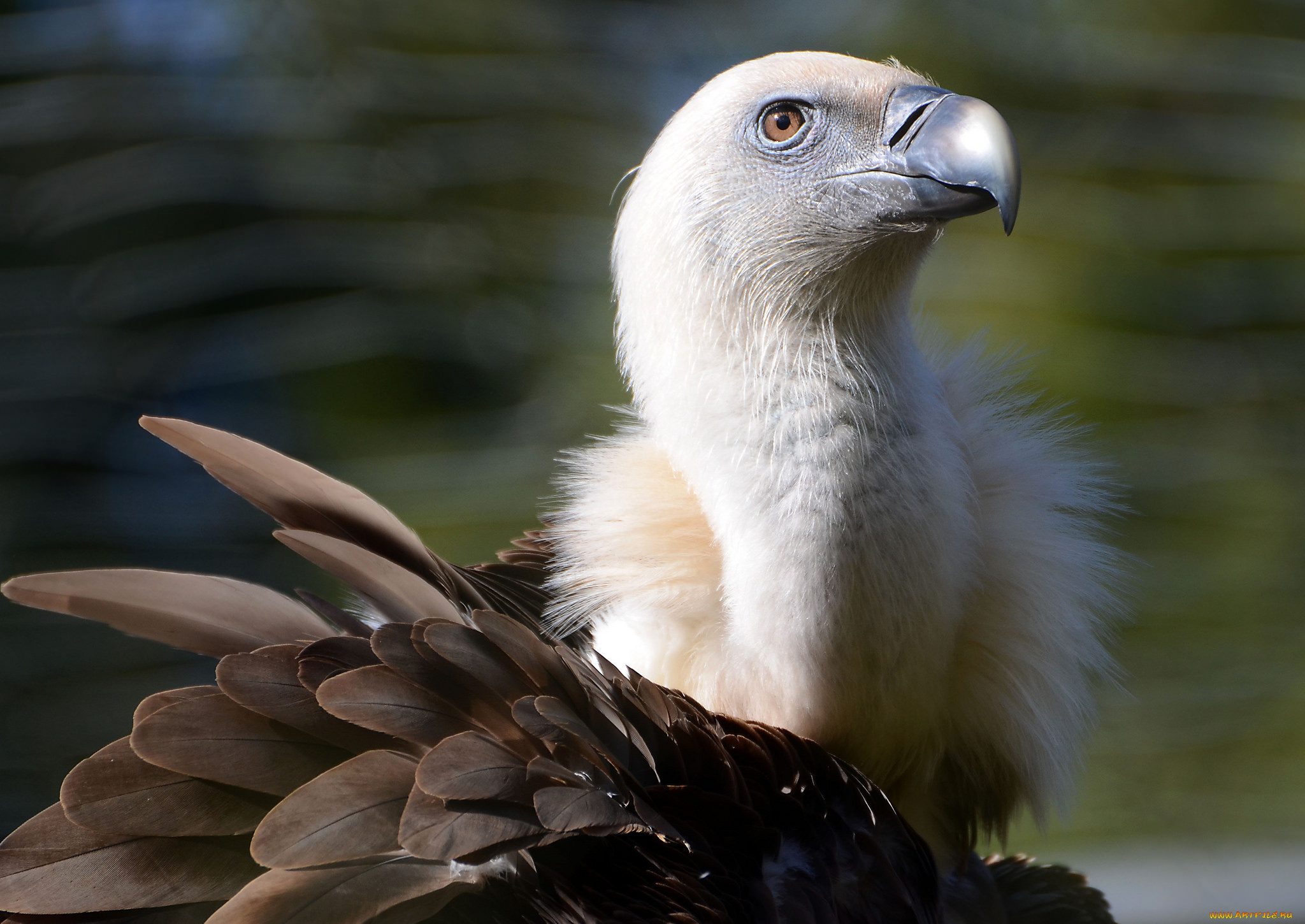 животные, птицы, -, хищники, оперение, шея, голова, гриф