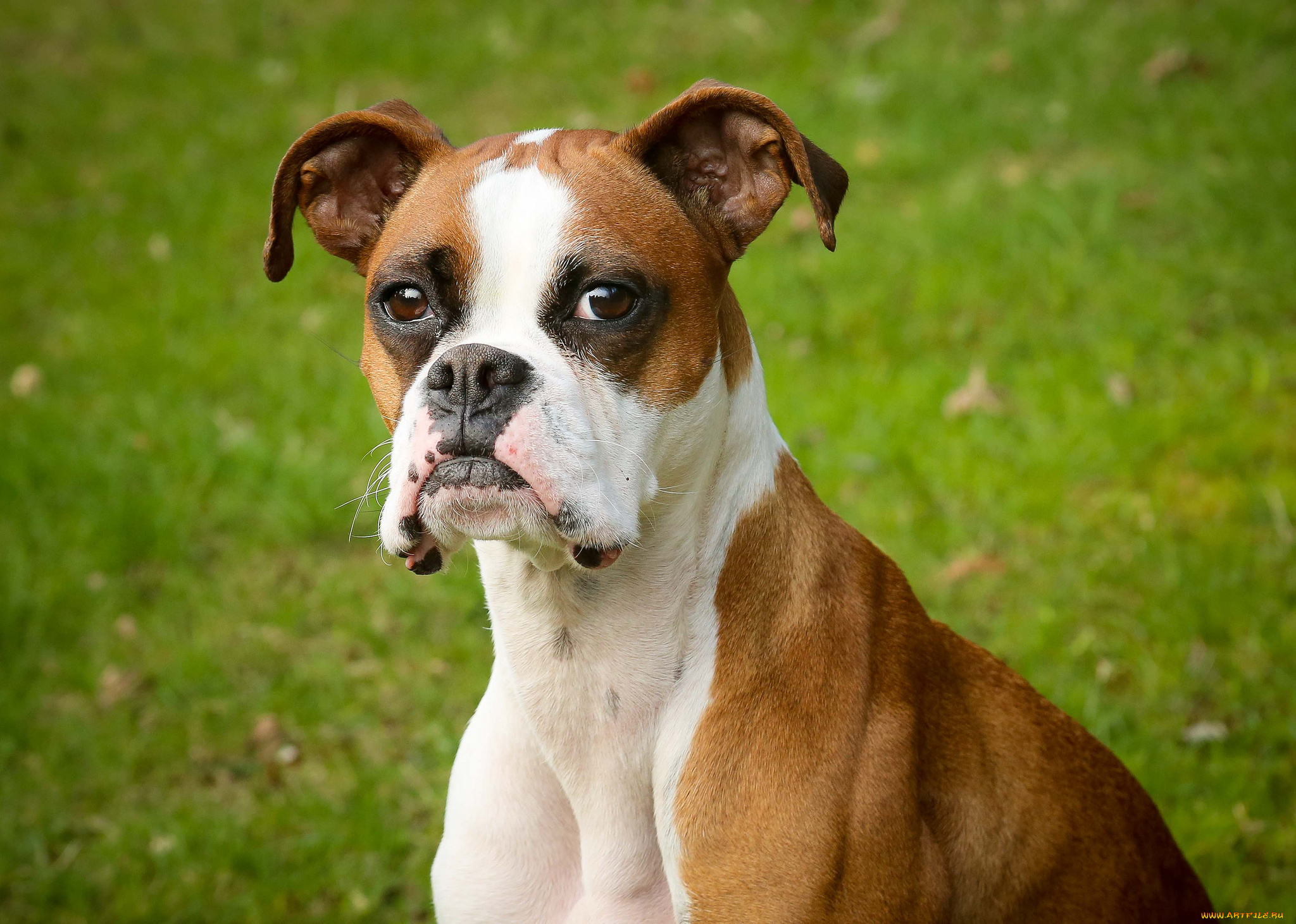 животные, собаки, боксер, взгляд