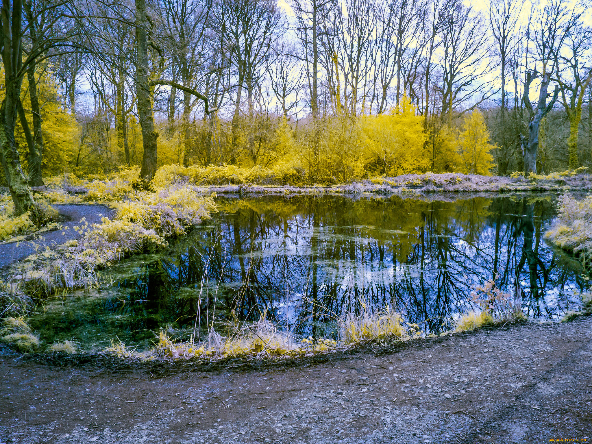 природа, реки, озера, река, лес, осень