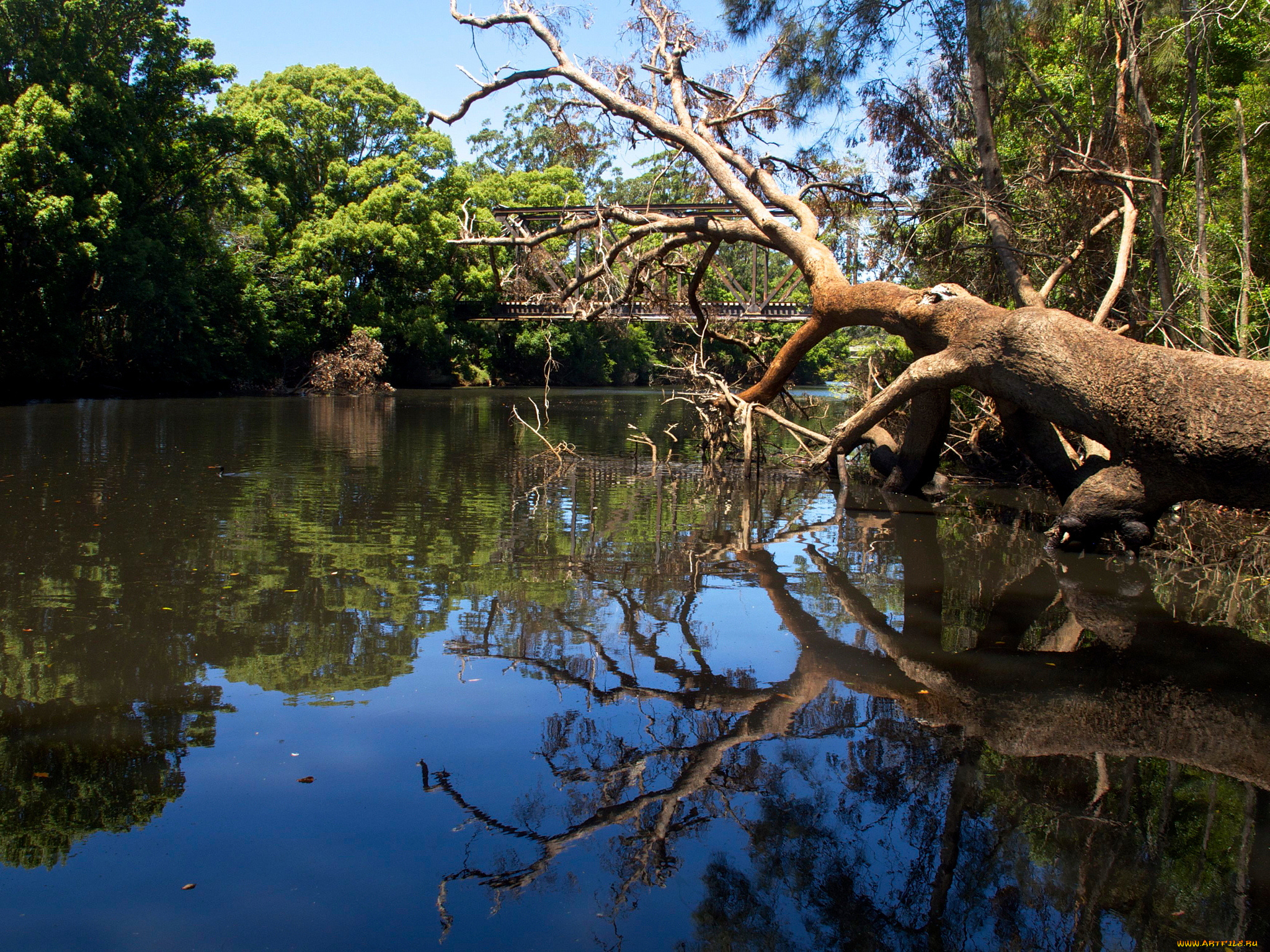природа, реки, озера, река, мост, лес