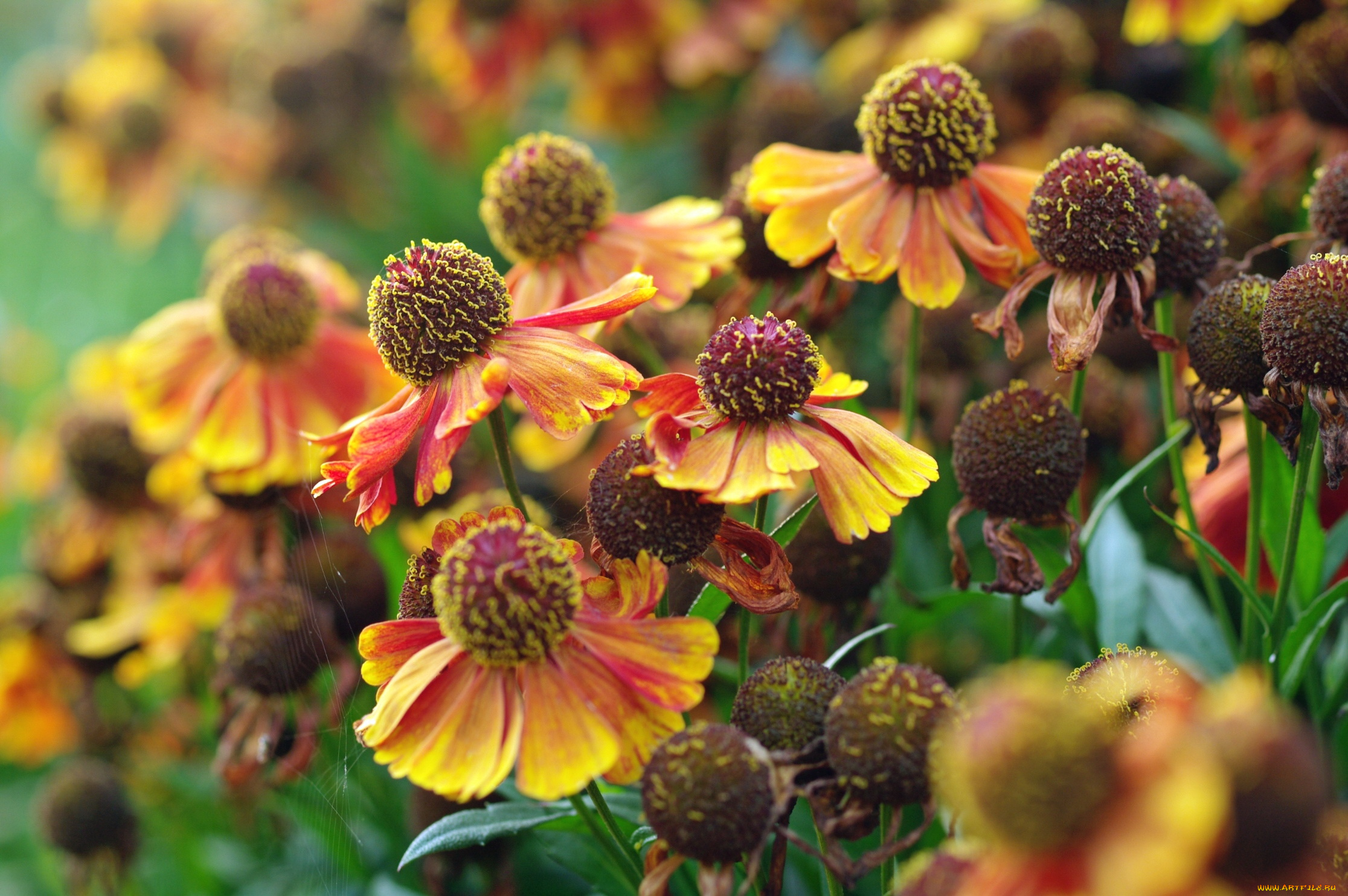 цветы, гайлардии, , гелениумы, желтый