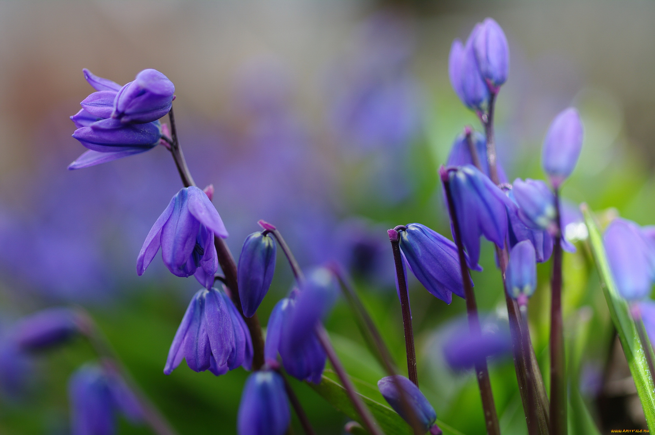 цветы, подснежники, , белоцветник, синий