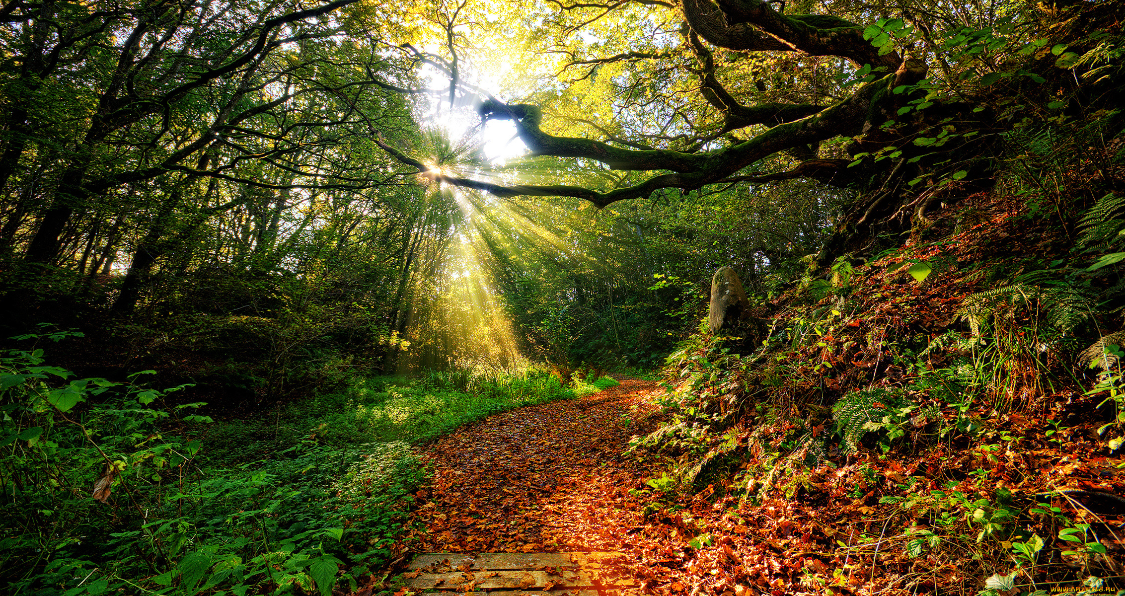 природа, лес, лучи
