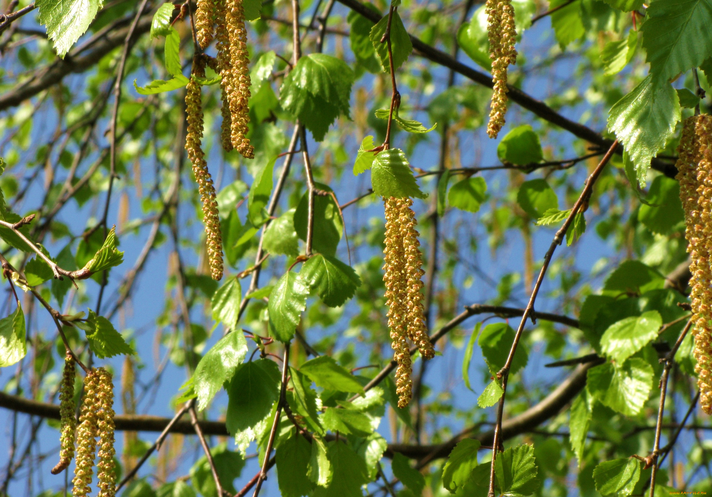 природа, листья, сережки, береза