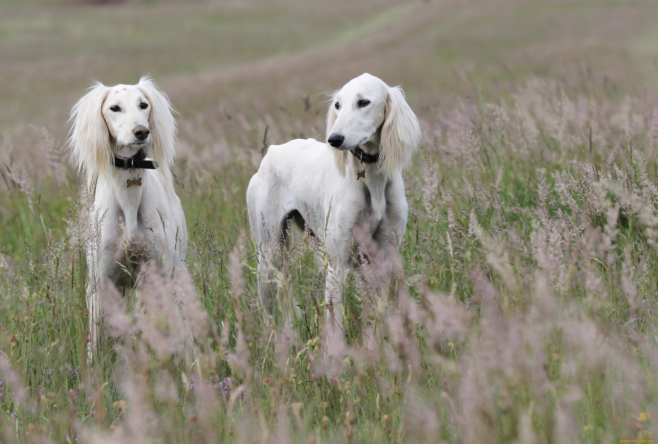 животные, собаки, борзые