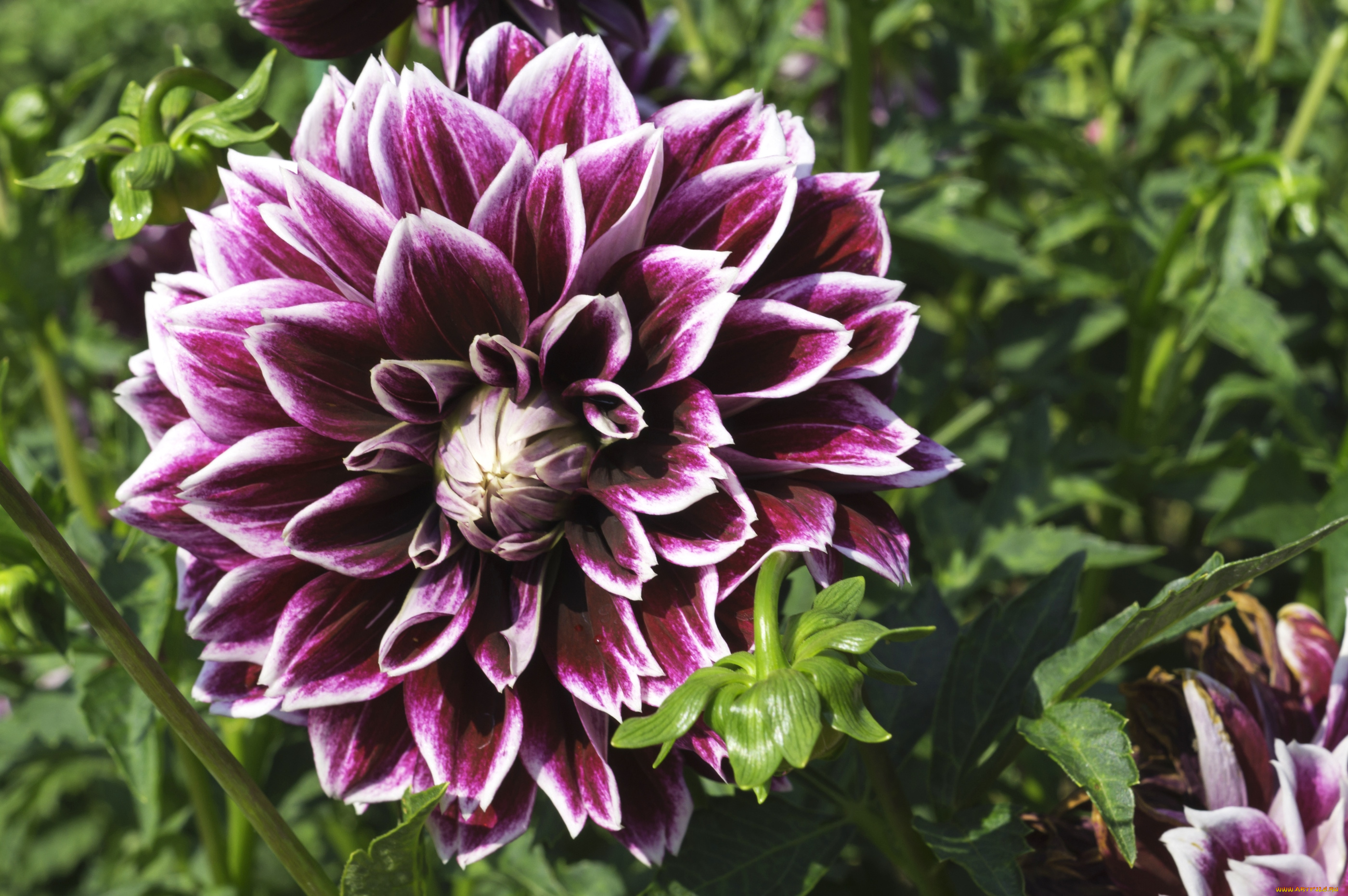 цветы, георгины, макро