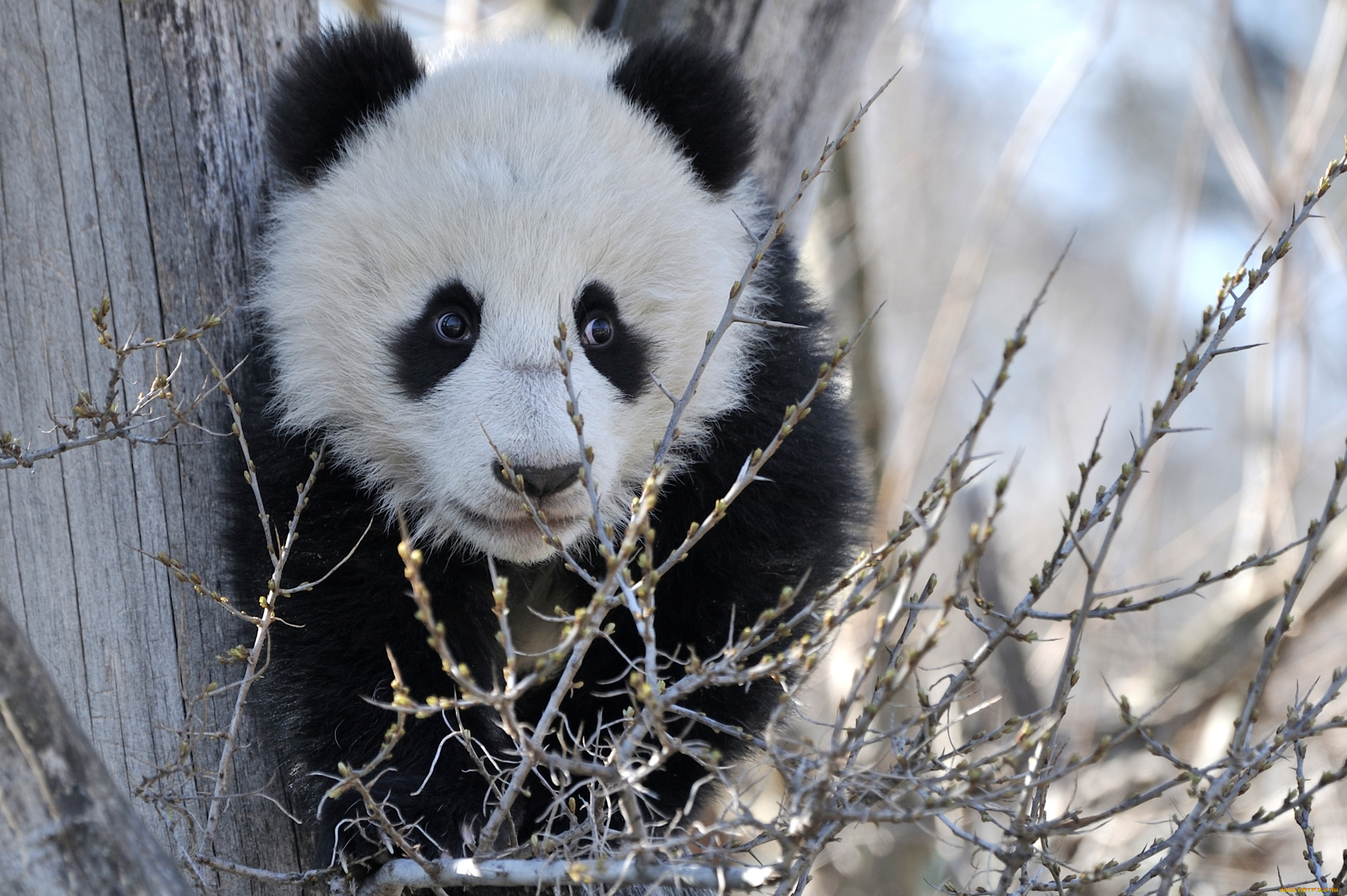 животные, панды, мишка