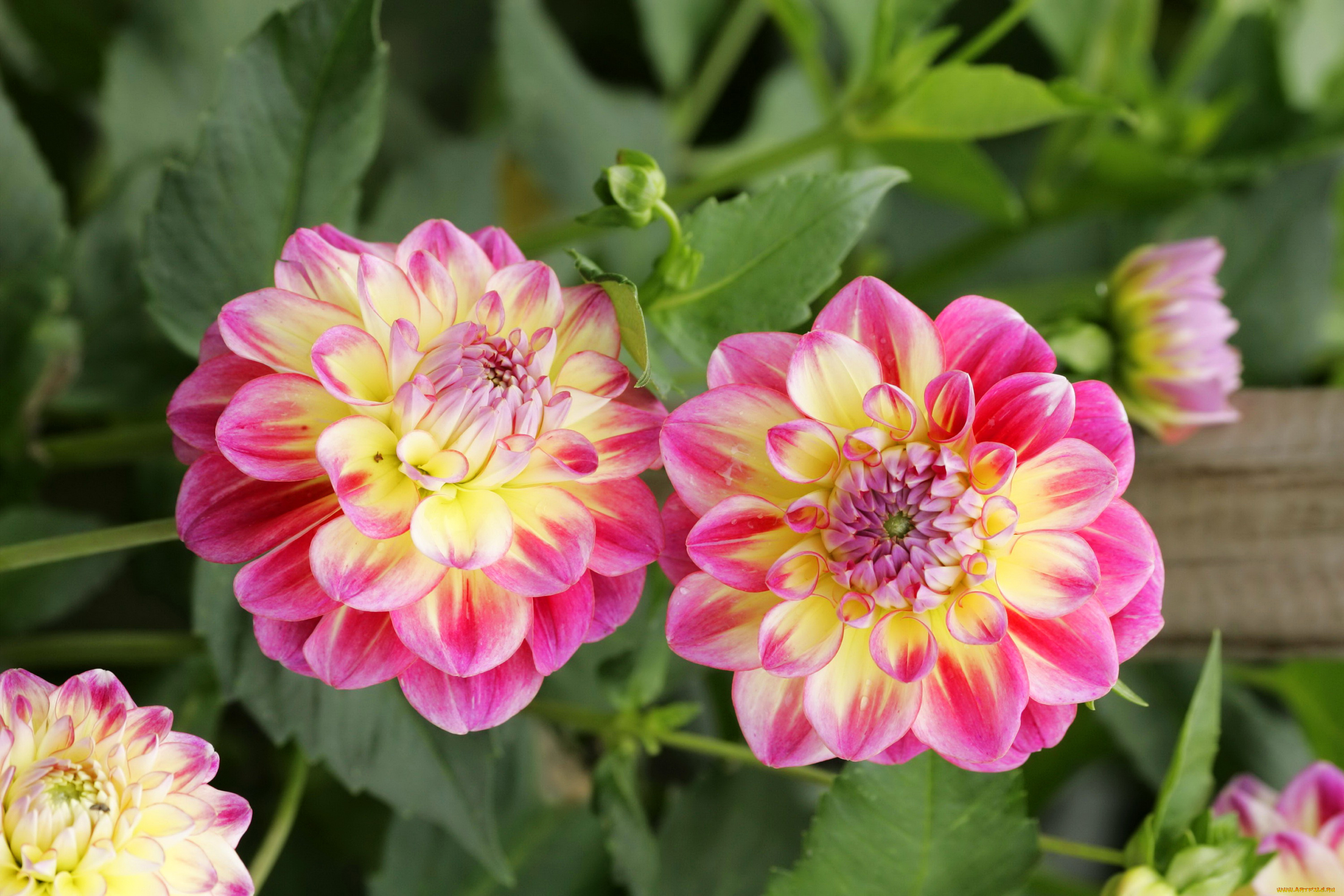 цветы, георгины, куст, розовые