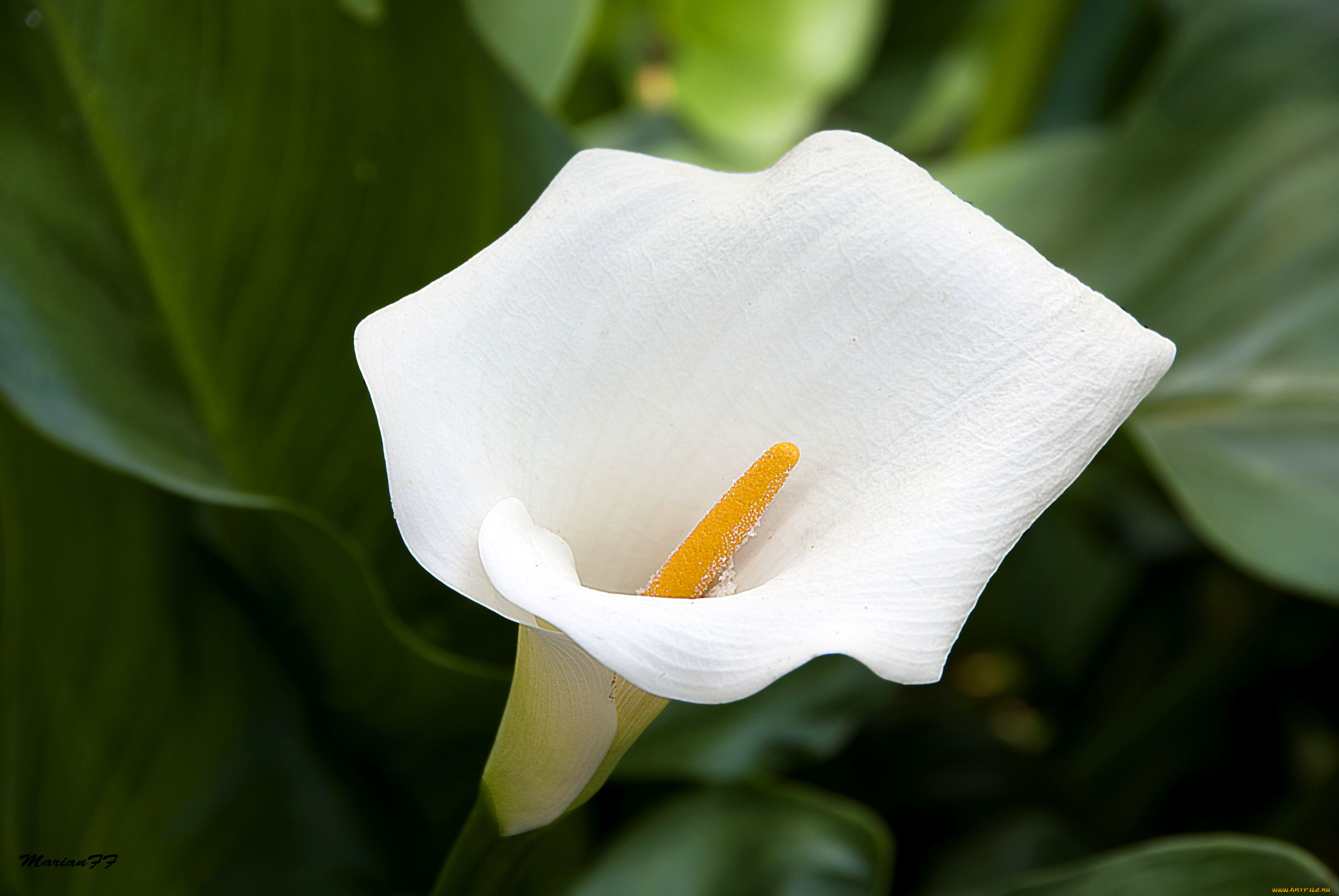 цветы, каллы, белый