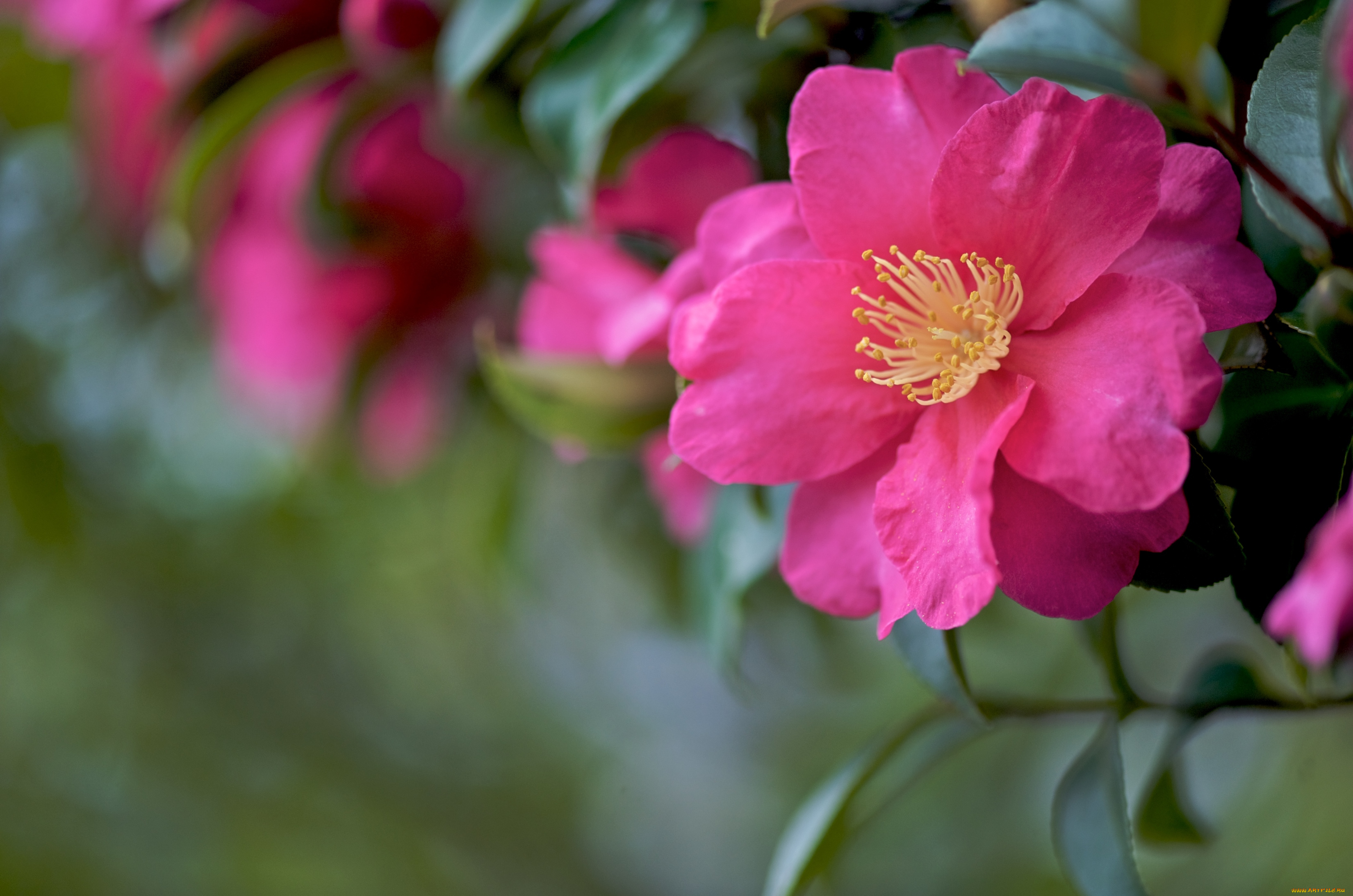 цветы, камелии, розовый