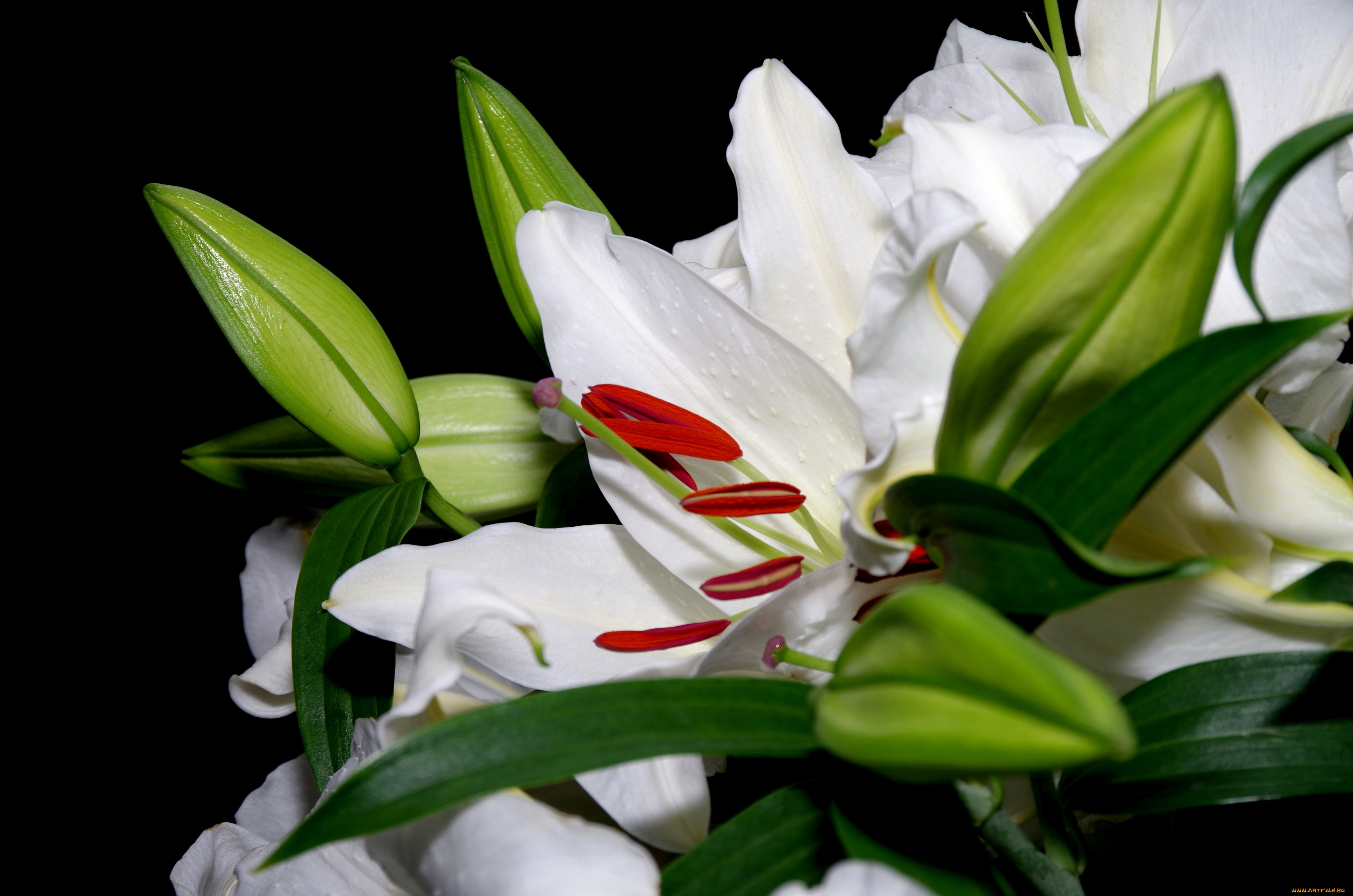 цветы, лилии, , лилейники, макро