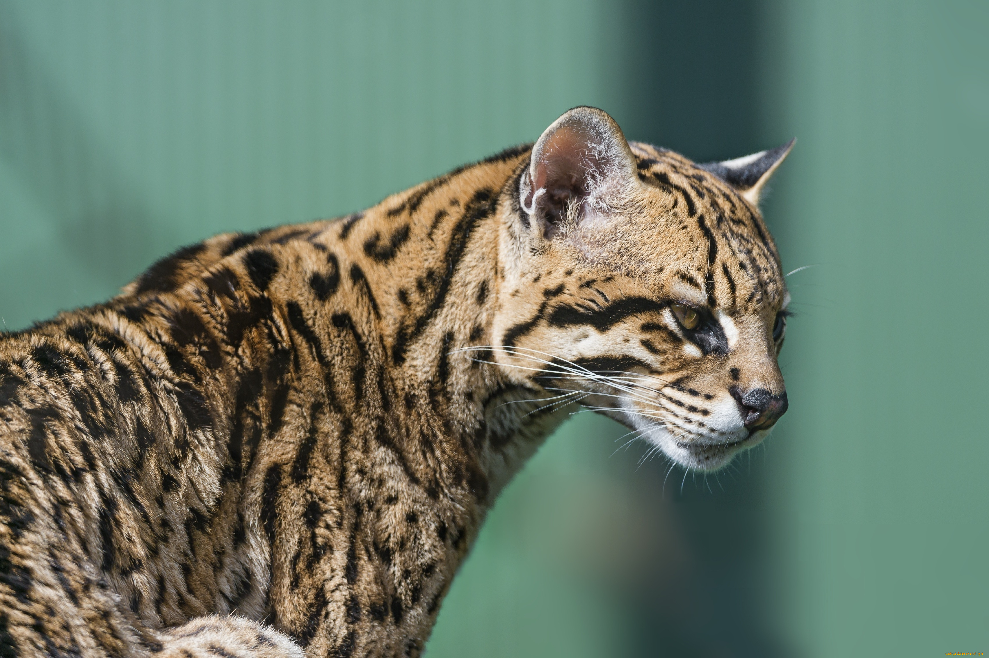 животные, оцелоты, пятна, профиль, кошка