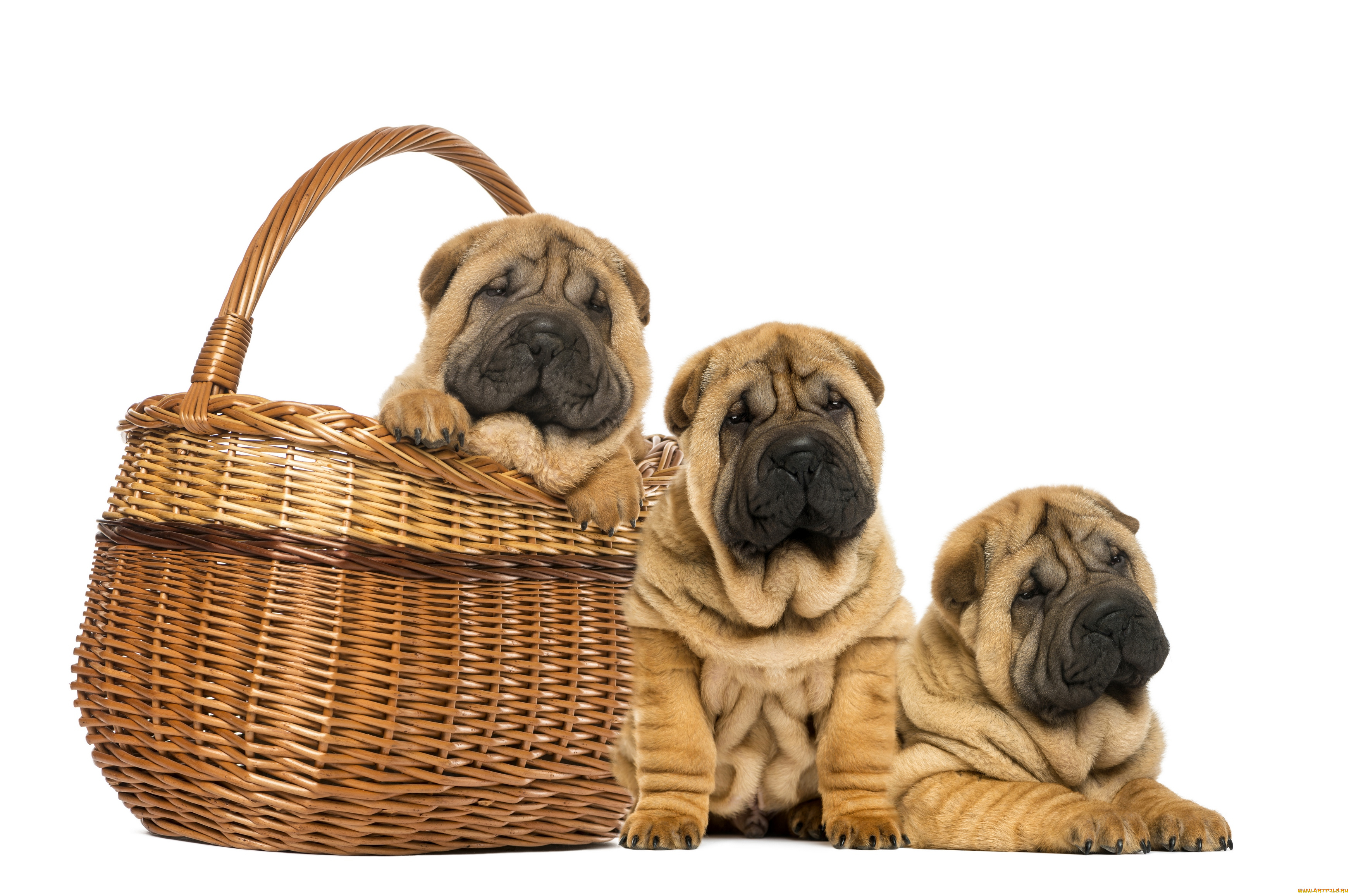 животные, собаки, фон, корзина, три