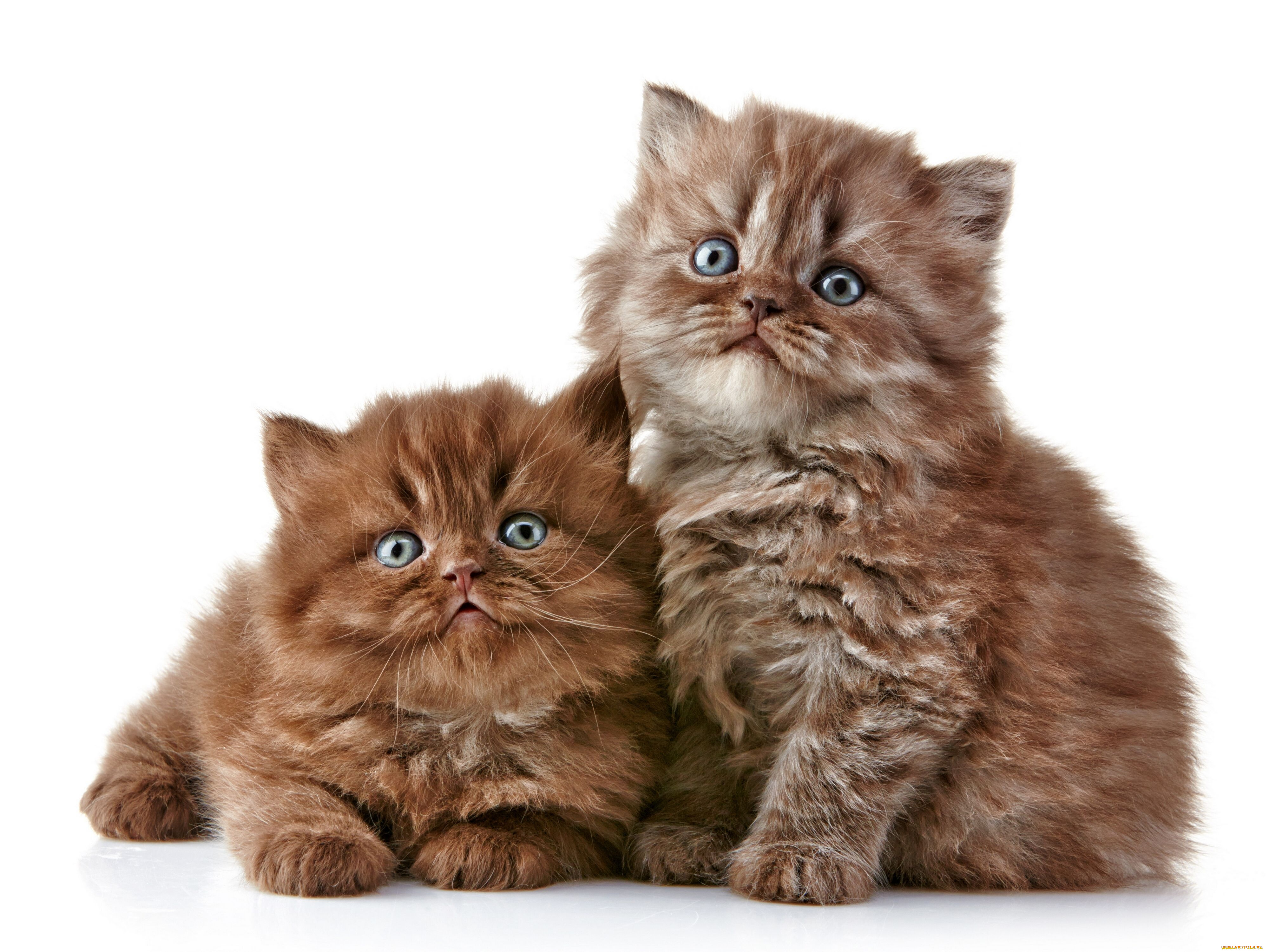 животные, коты, котята, британская, длинношёрстная, кошка