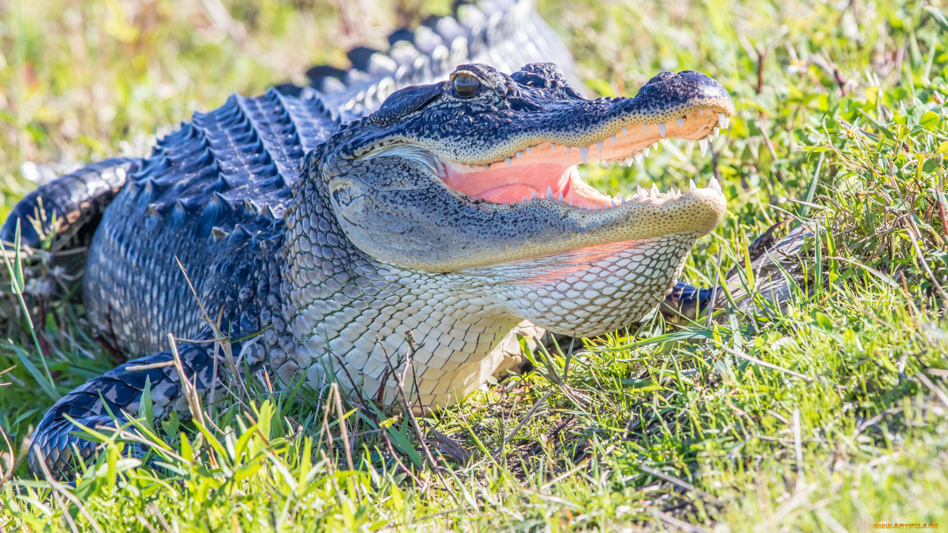 alligator, животные, крокодилы, аллигатор