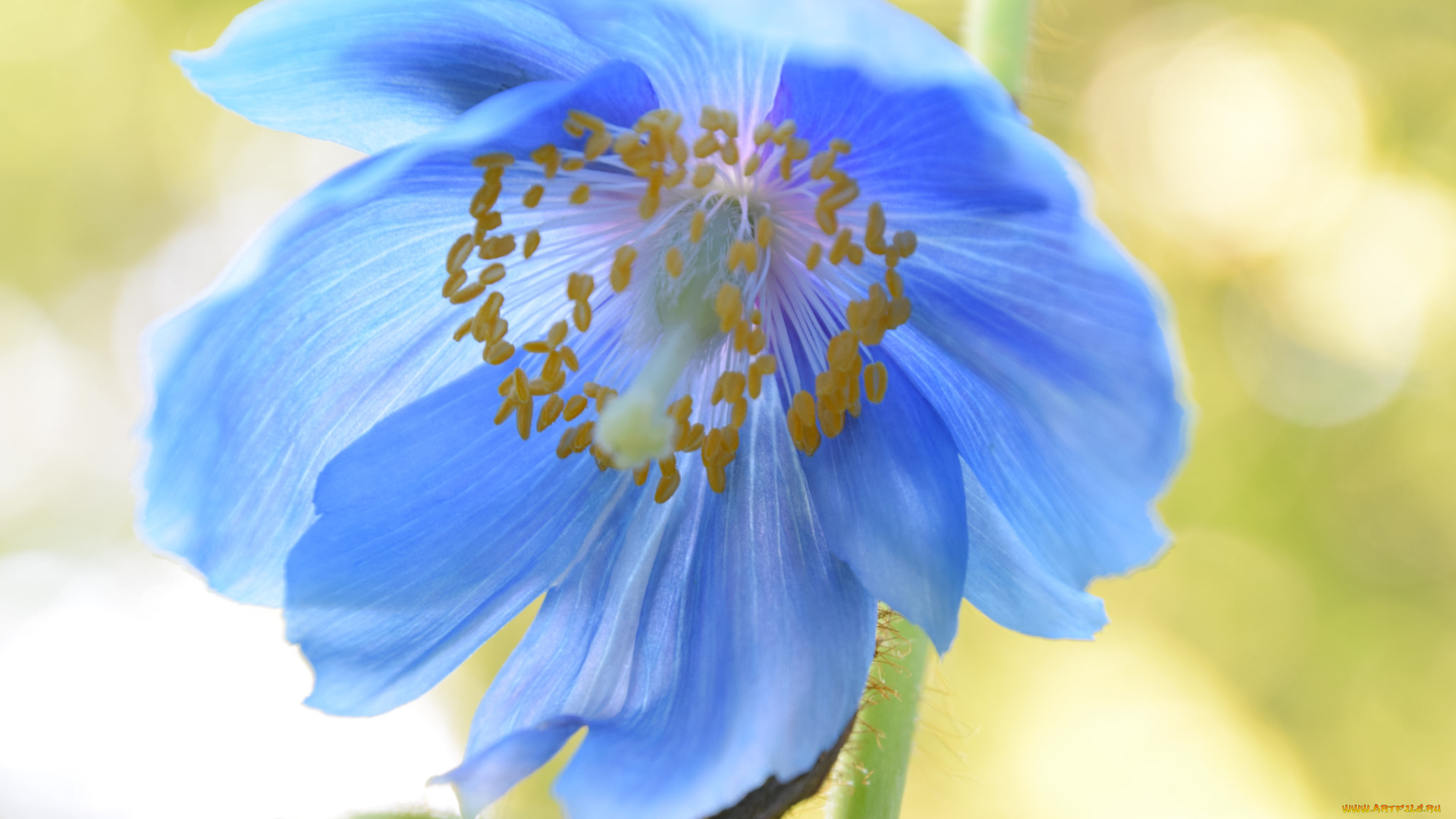 цветы, цветок, макро, голубой