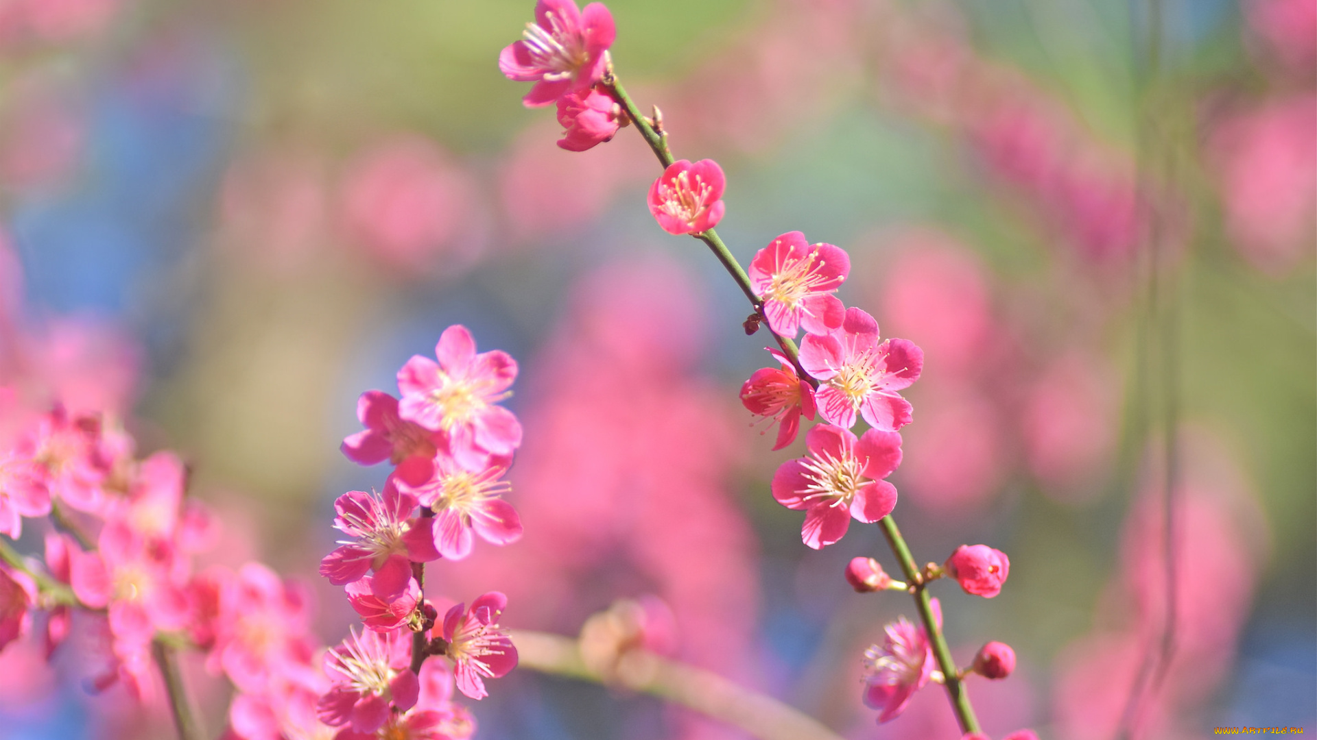 цветы, цветущие, деревья, , , кустарники, нежность, размытость, макро, веточка