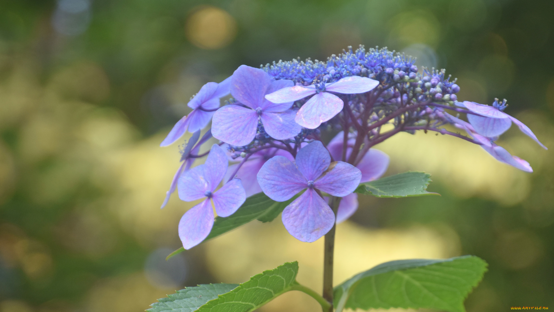 цветы, гортензия, фиолетовые