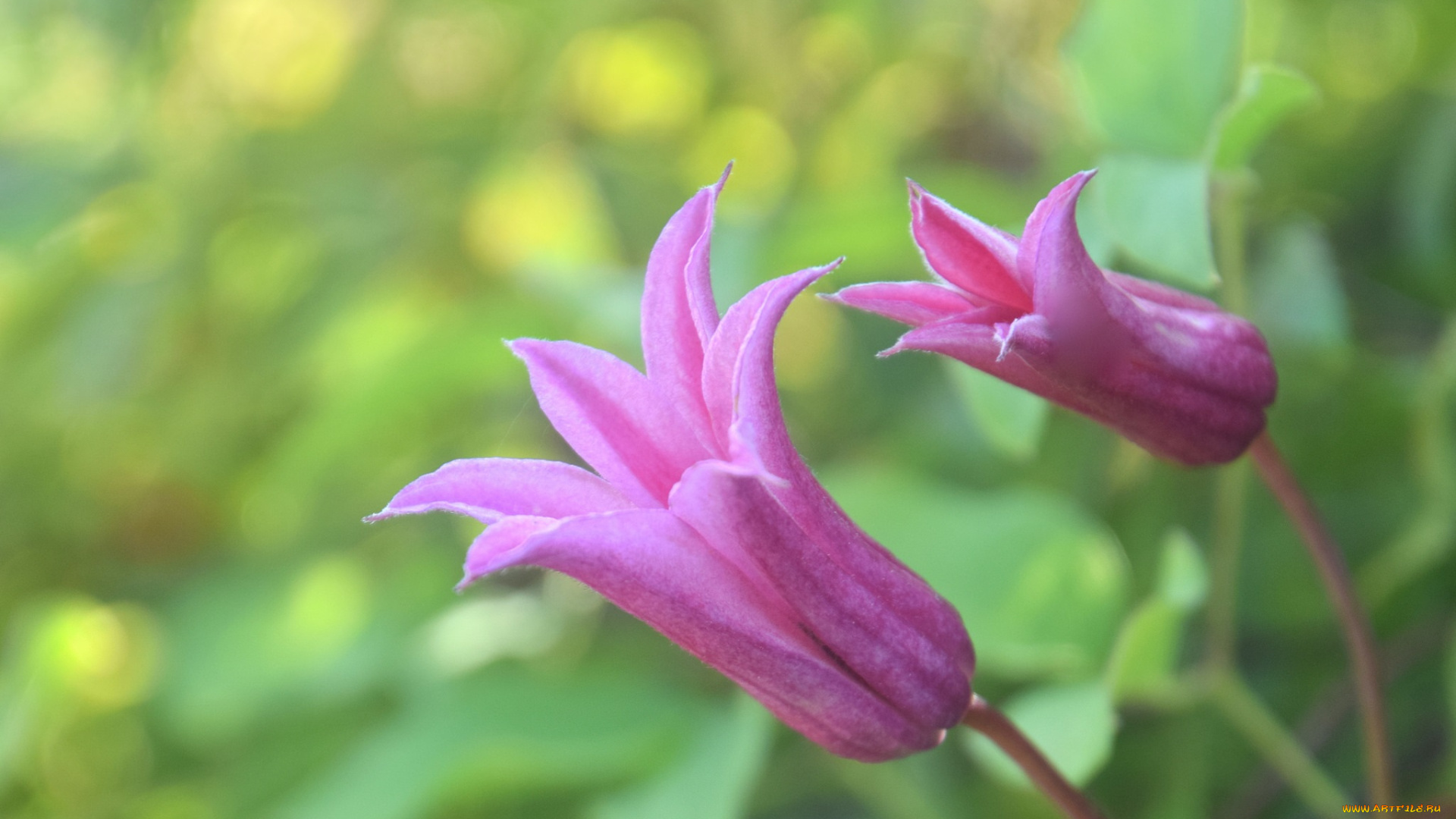 цветы, колокольчики, фон, макро, сиреневые