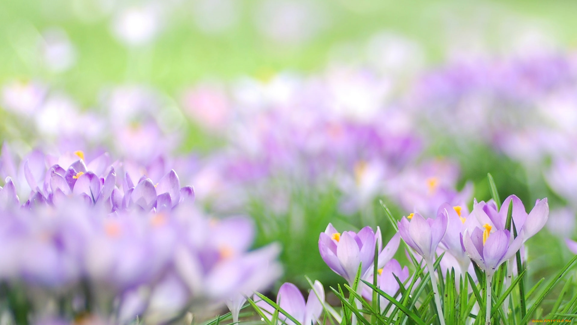 цветы, крокусы, размытость, луг, сиреневые, макро