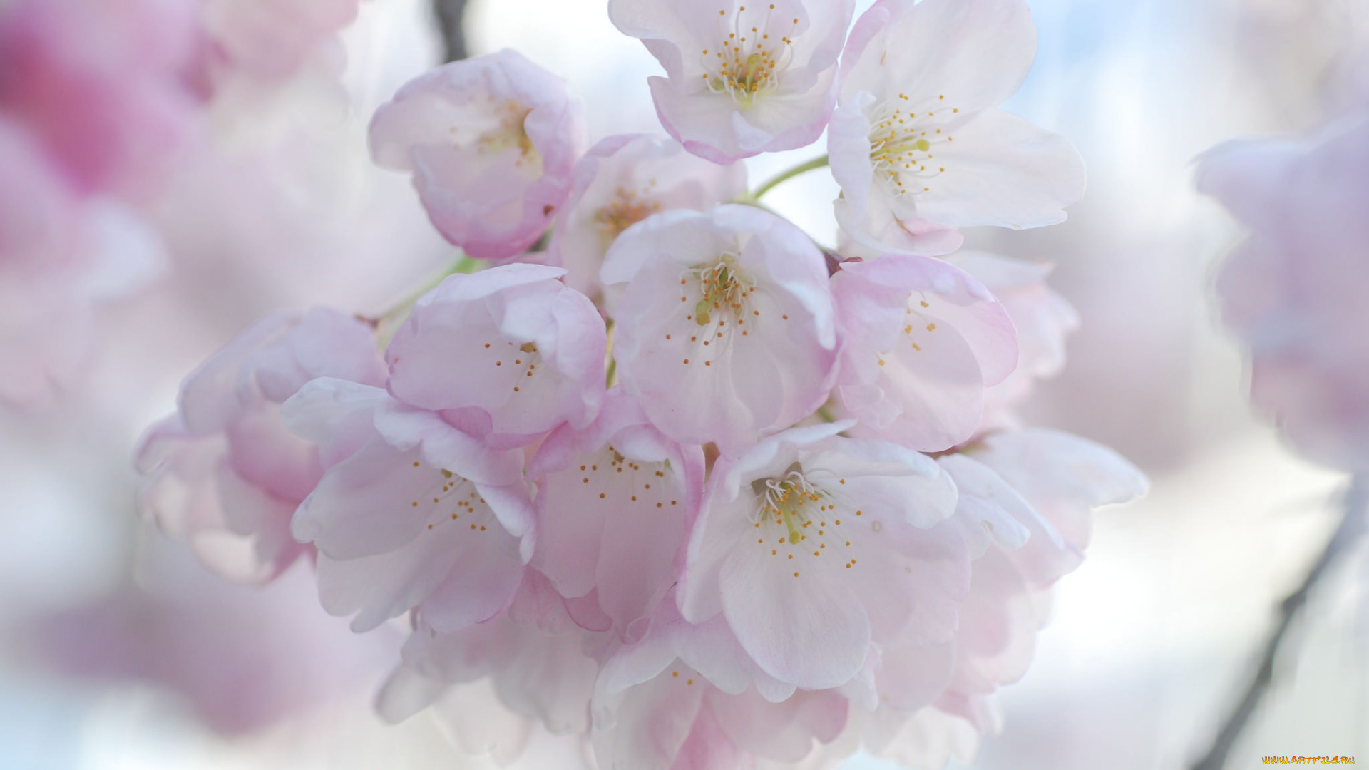 цветы, сакура, , вишня, макро, нежность