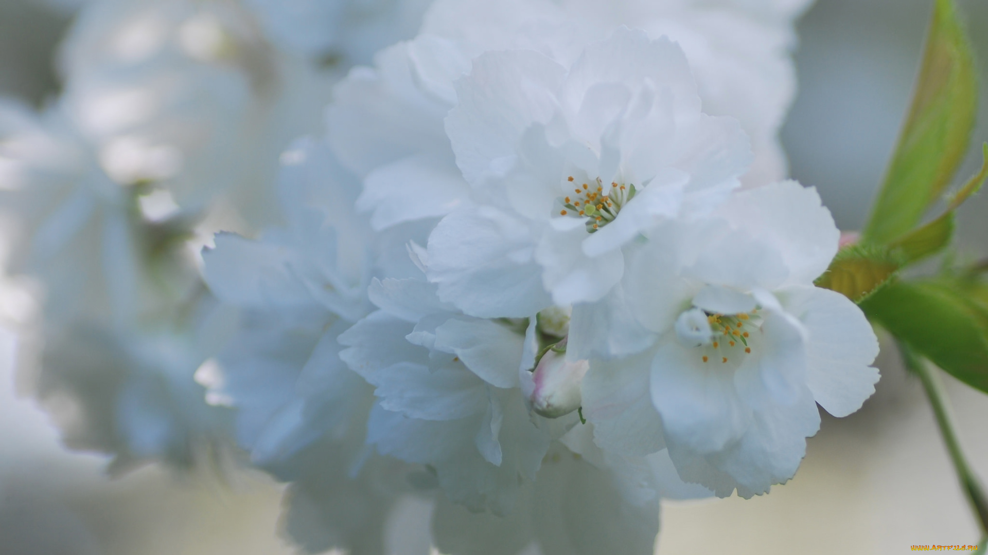 цветы, сакура, , вишня, макро, нежность