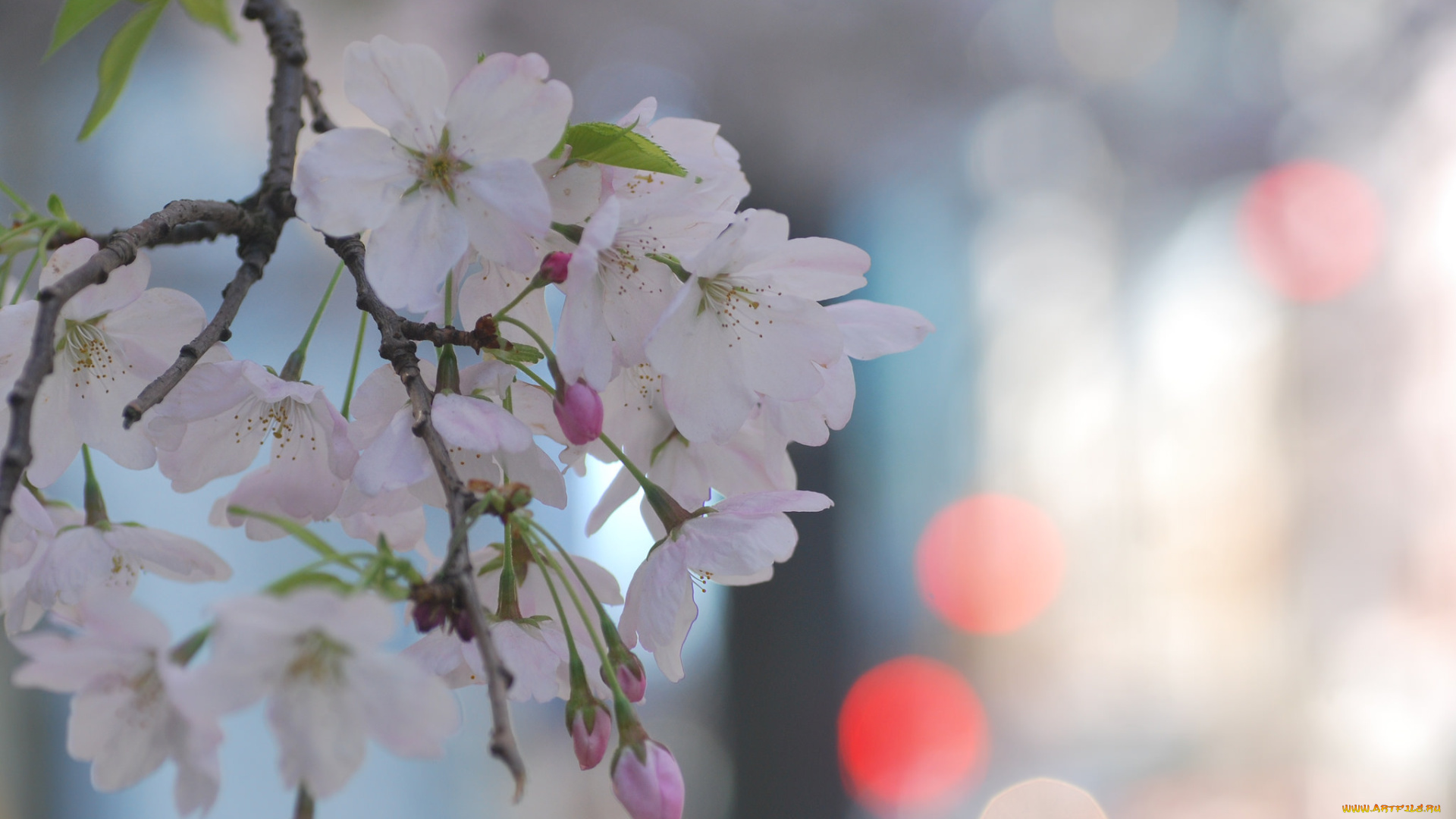 цветы, сакура, , вишня, макро, нежность