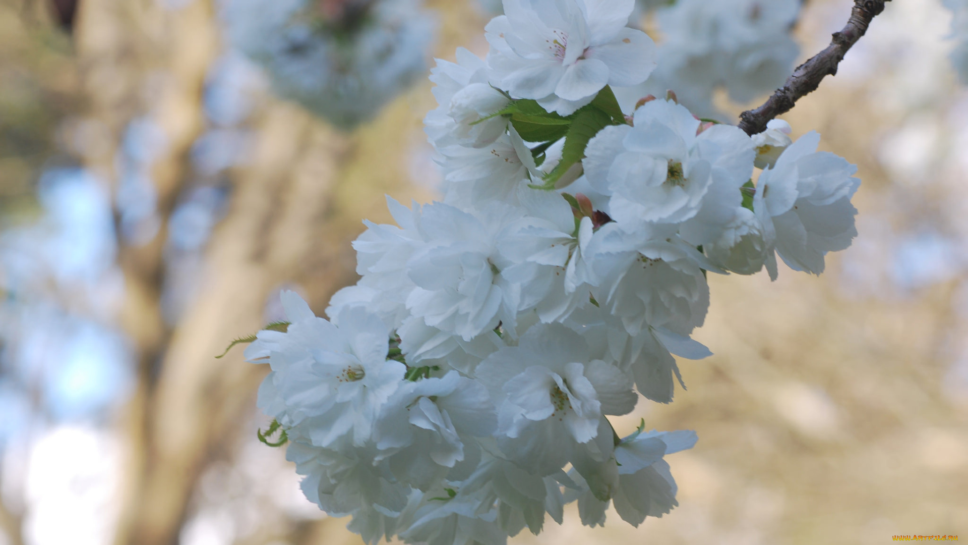 цветы, сакура, , вишня, нежность, макро