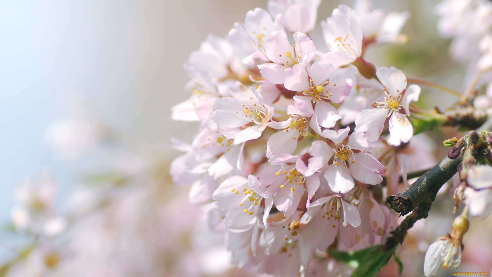 цветы, сакура, , вишня, нежность, макро