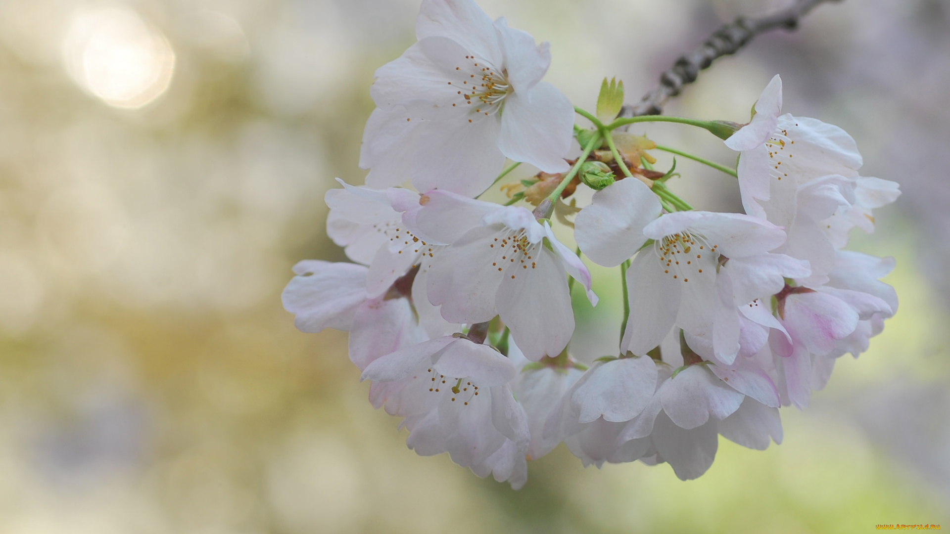 цветы, сакура, , вишня, нежность, макро