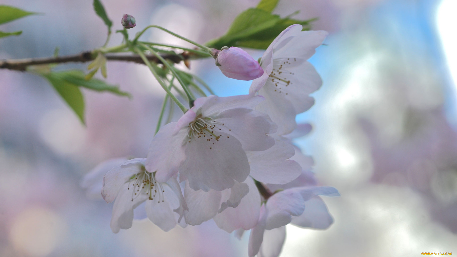 цветы, сакура, , вишня, нежность, макро