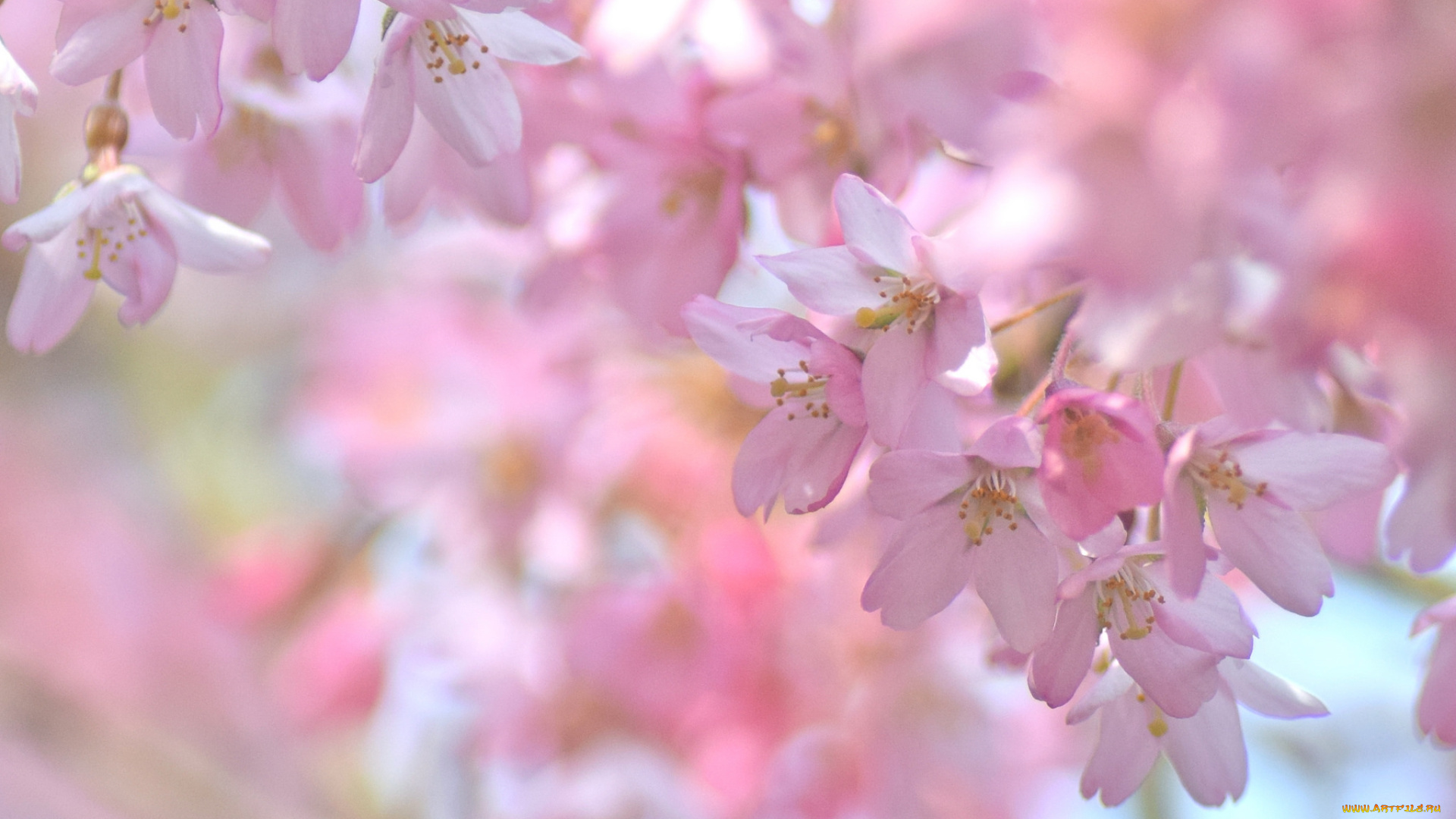 цветы, сакура, , вишня, размытость, макро, нежность, цветение