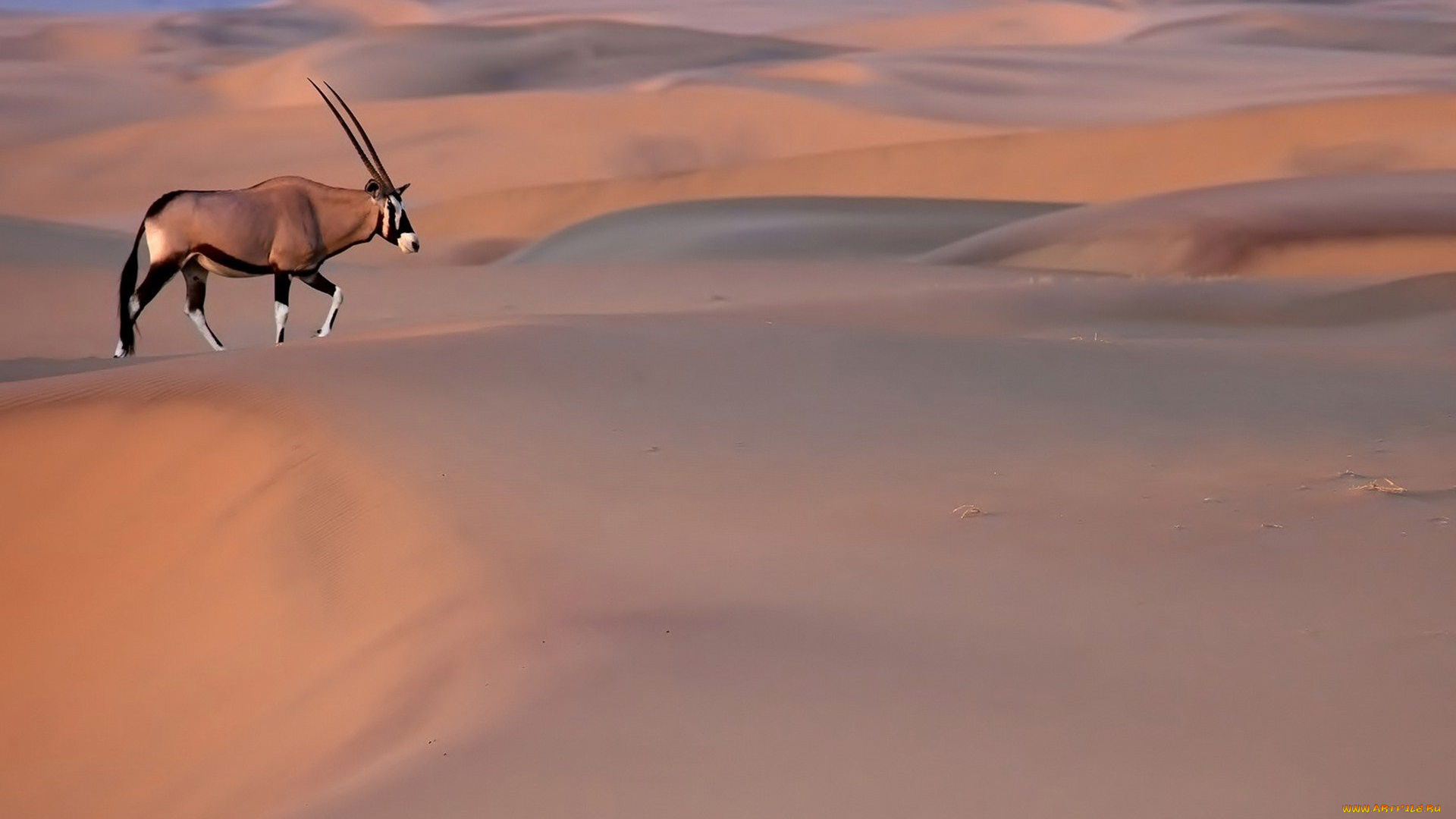 животные, антилопы, oryx, пустыня