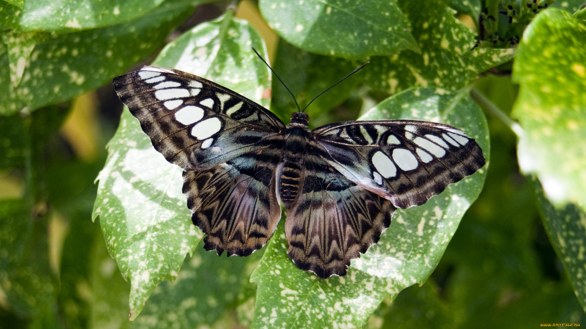 животные, бабочки, , мотыльки, , моли, бабочка
