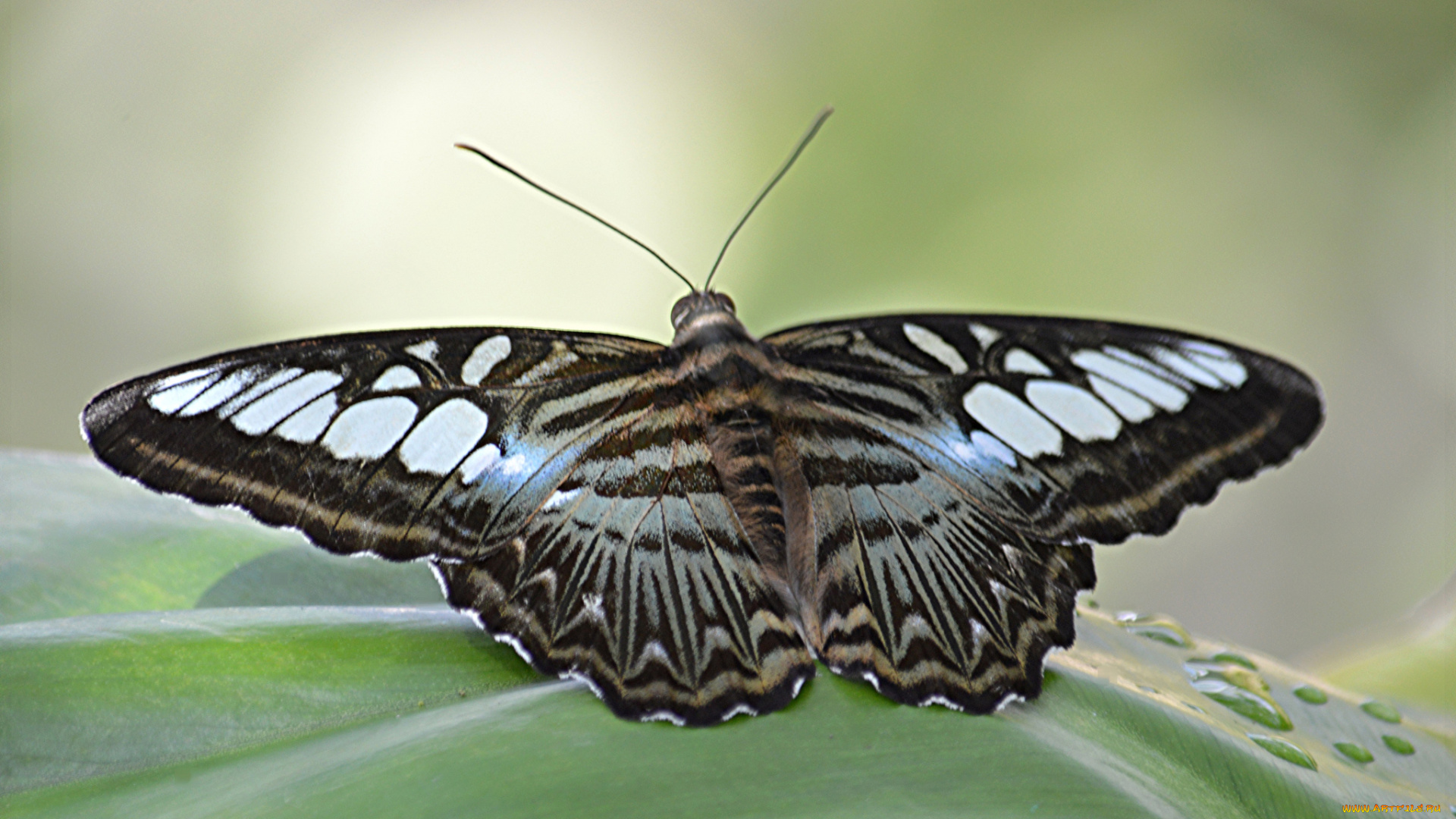 животные, бабочки, , мотыльки, , моли, бабочка