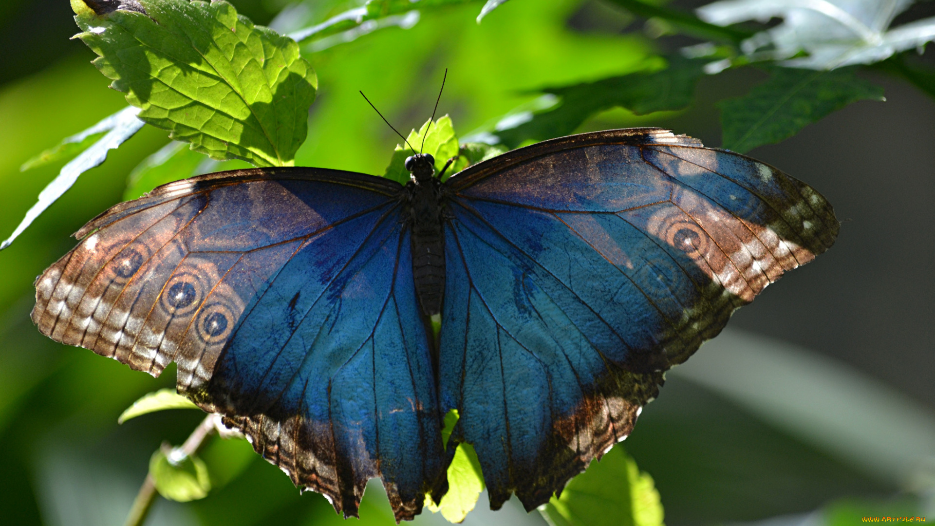 животные, бабочки, , мотыльки, , моли, бабочка