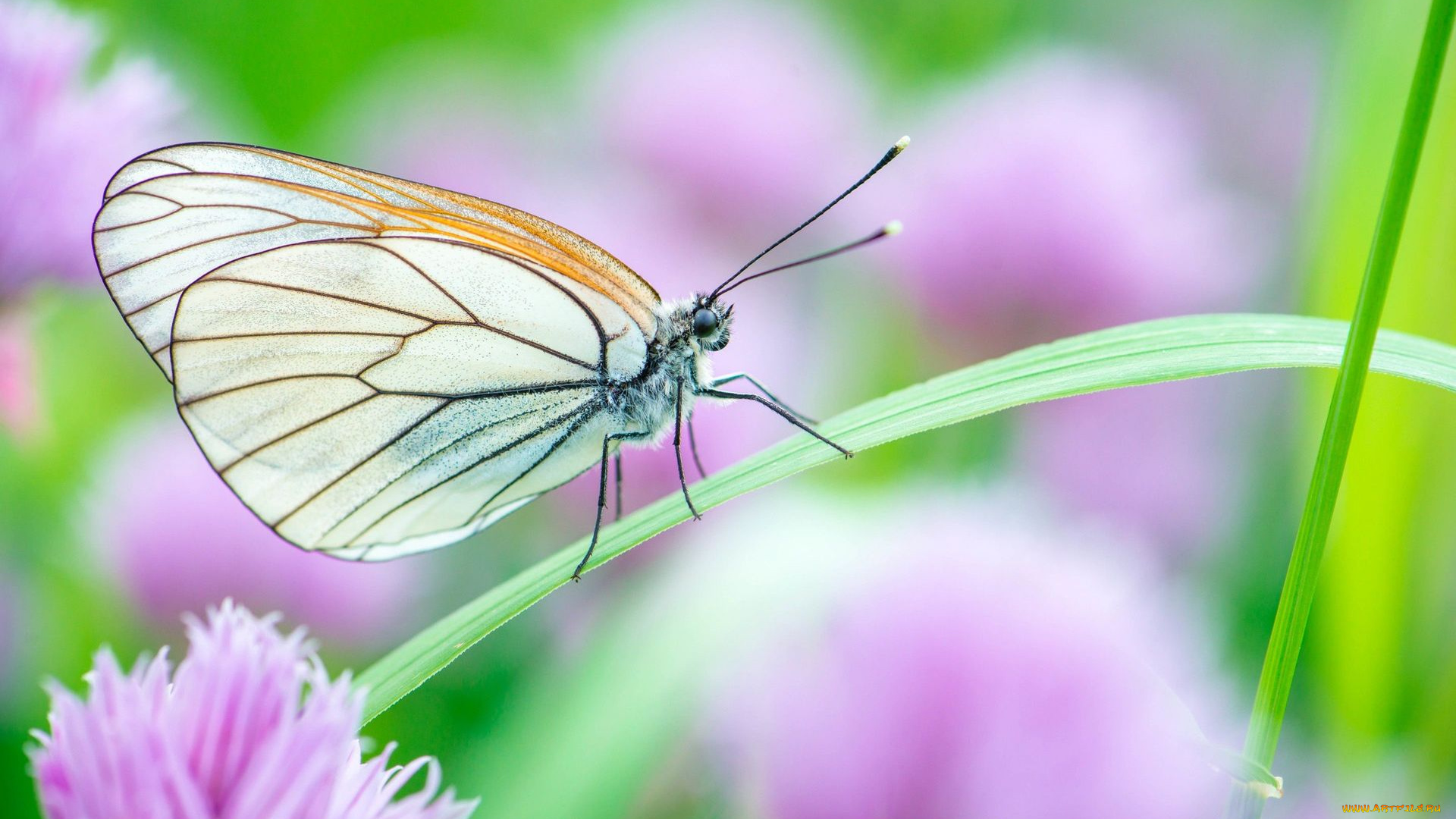 животные, бабочки, , мотыльки, , моли, фон, цветок, бабочка