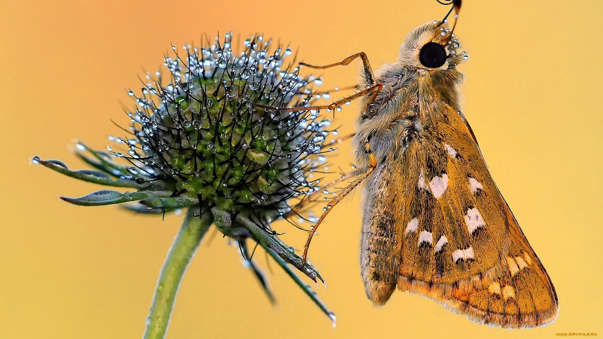 животные, бабочки, , мотыльки, , моли, макро, бабочка, крылья, утро, фон, роса, капли, хоботок