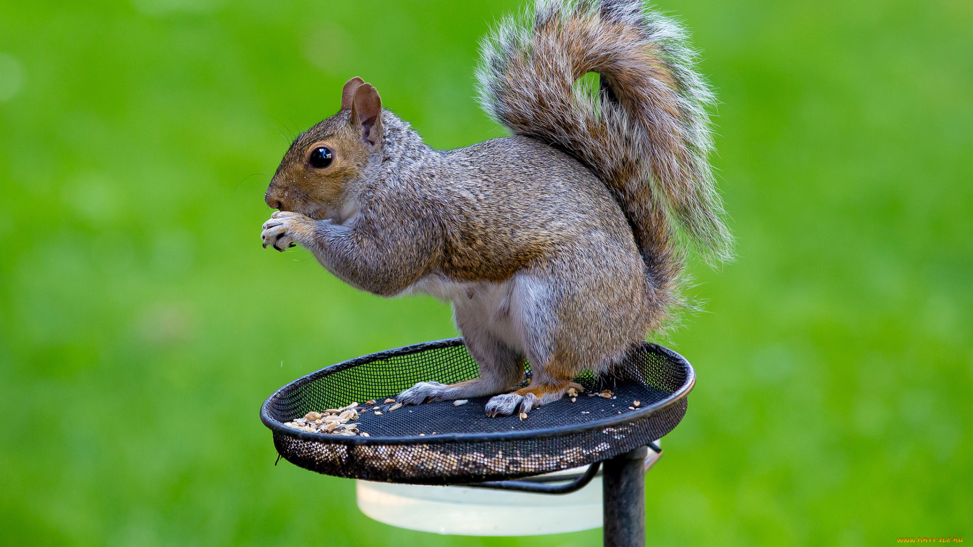 животные, белки, белка