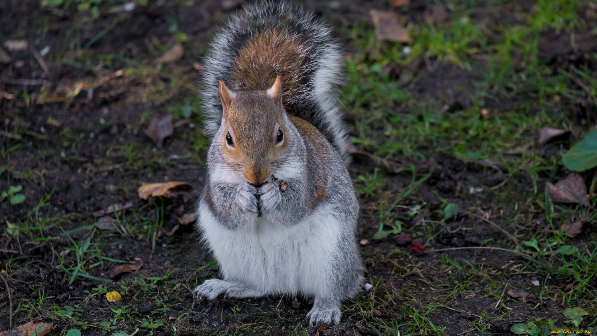животные, белки, белка