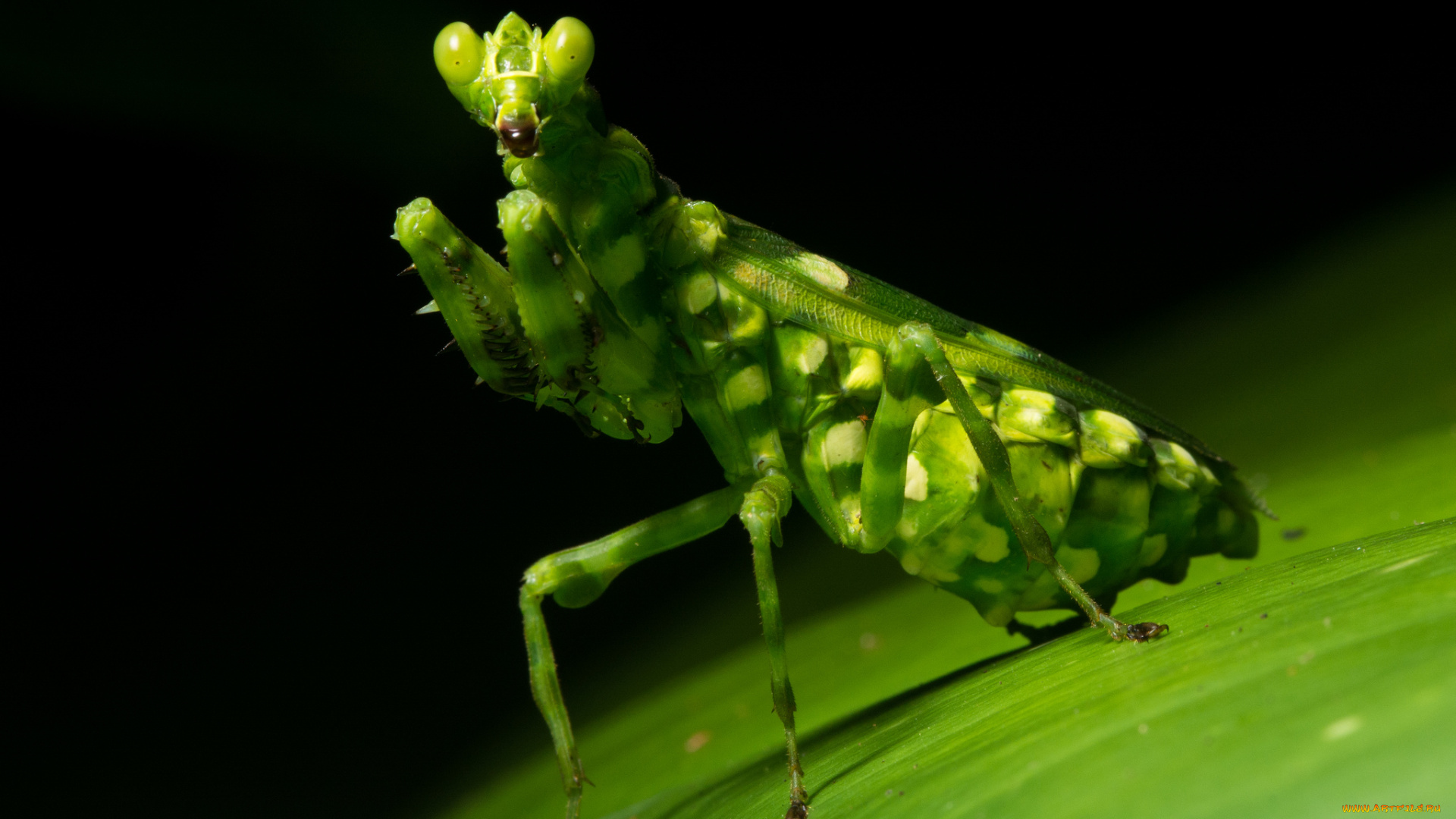животные, богомолы, макро, богомол, лист