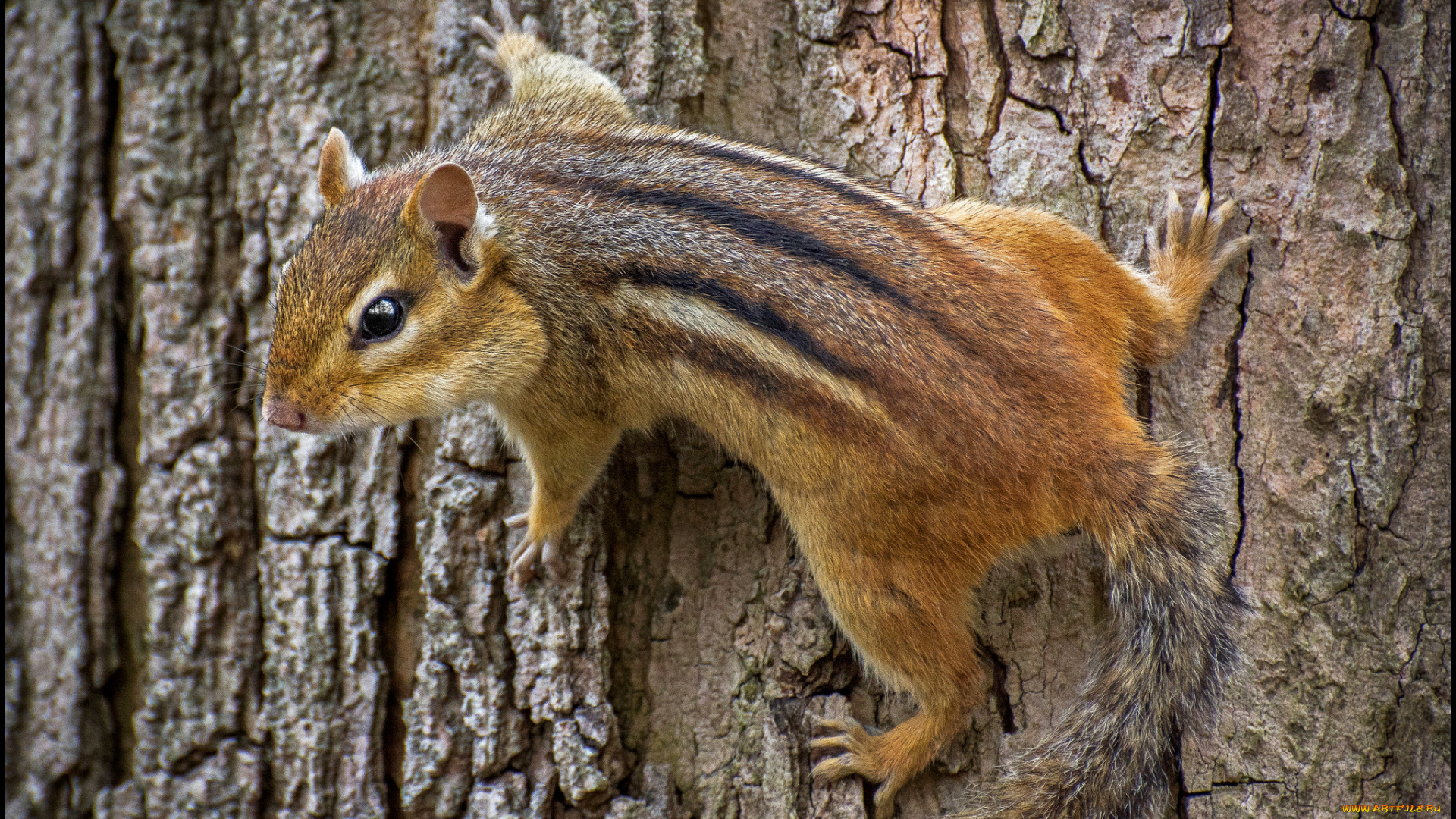 животные, бурундуки, бурундук