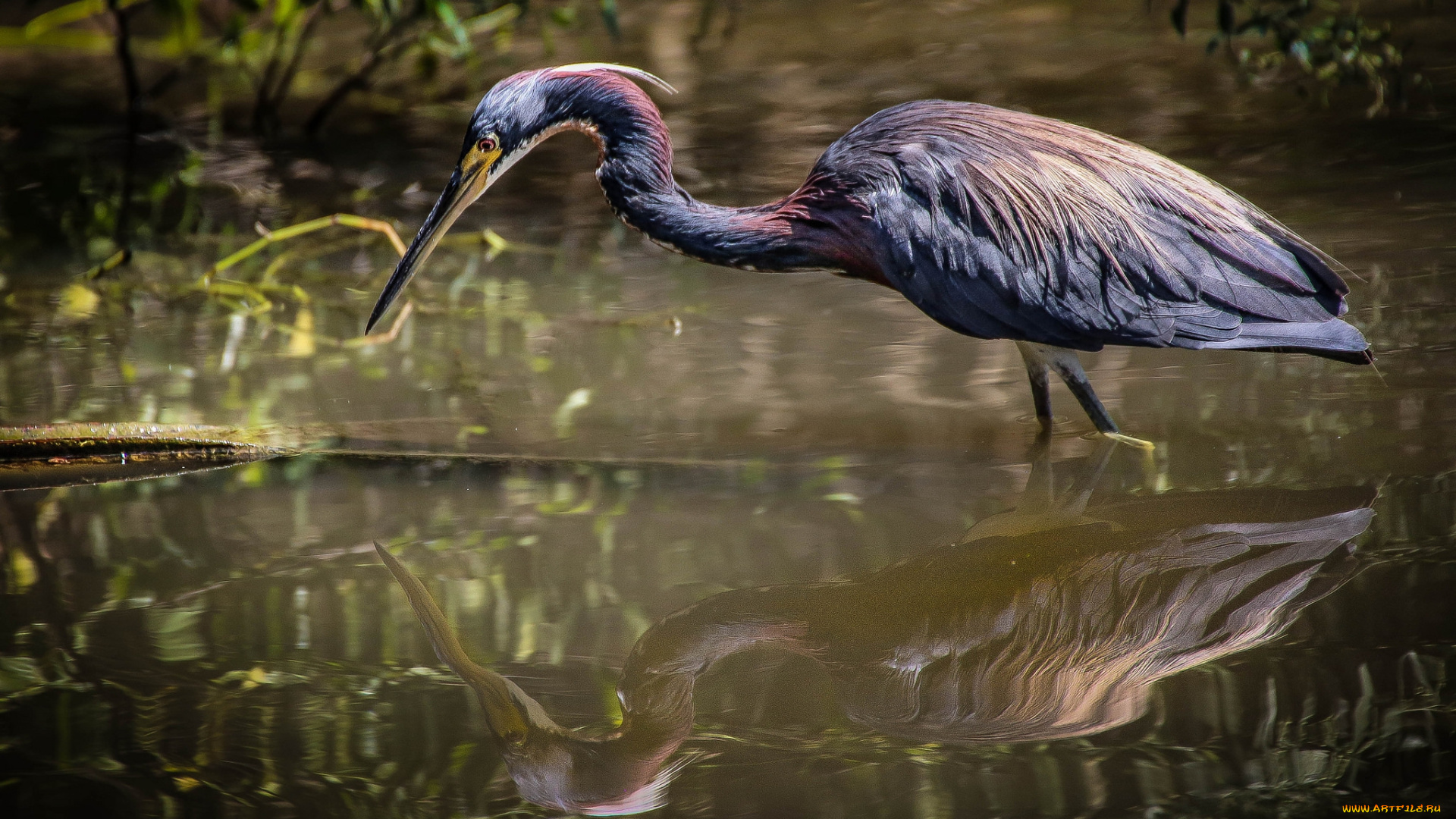 животные, цапли, , выпи, цапля