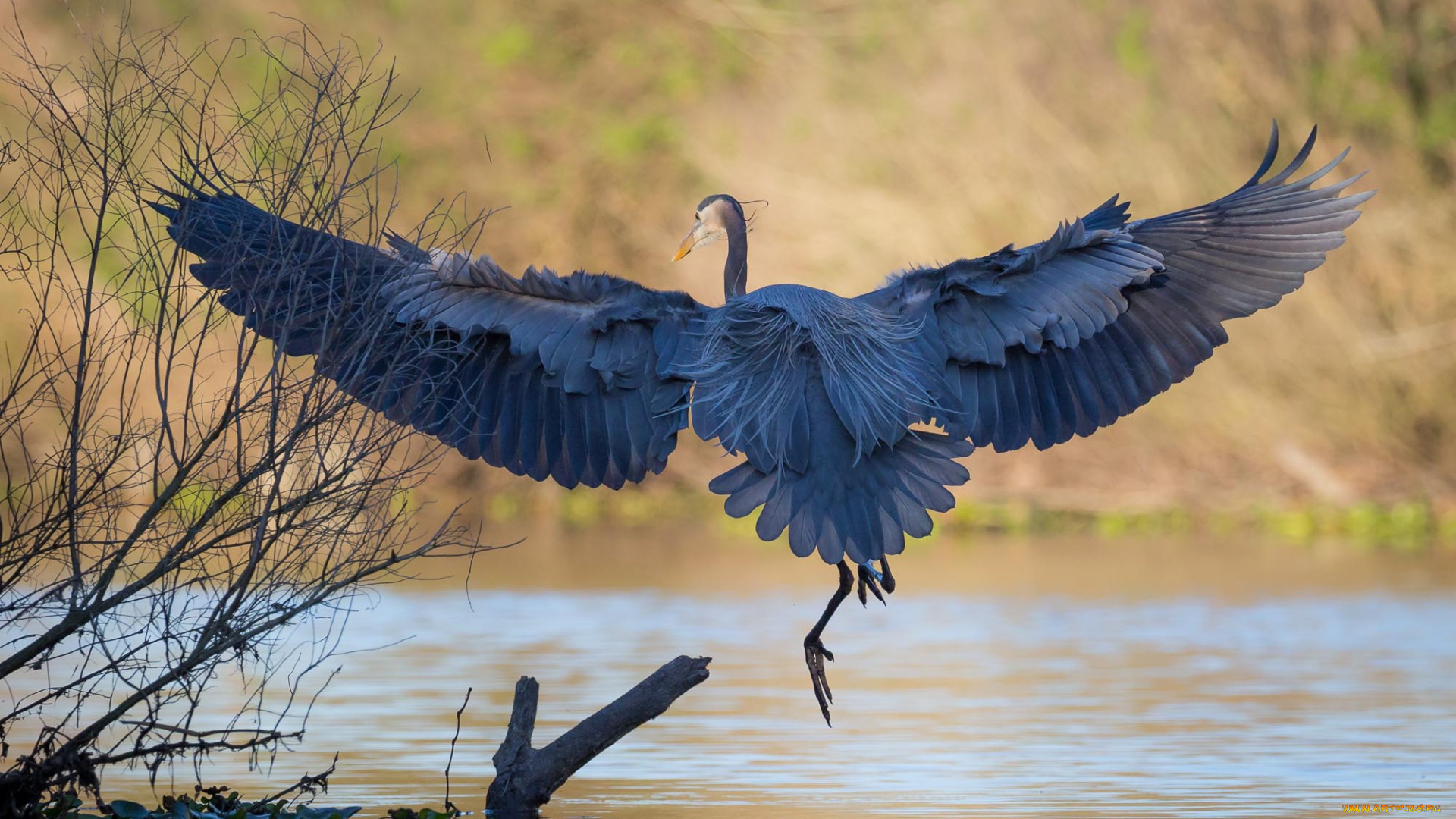 животные, цапли, , выпи, цапля, озеро, крылья, полёт