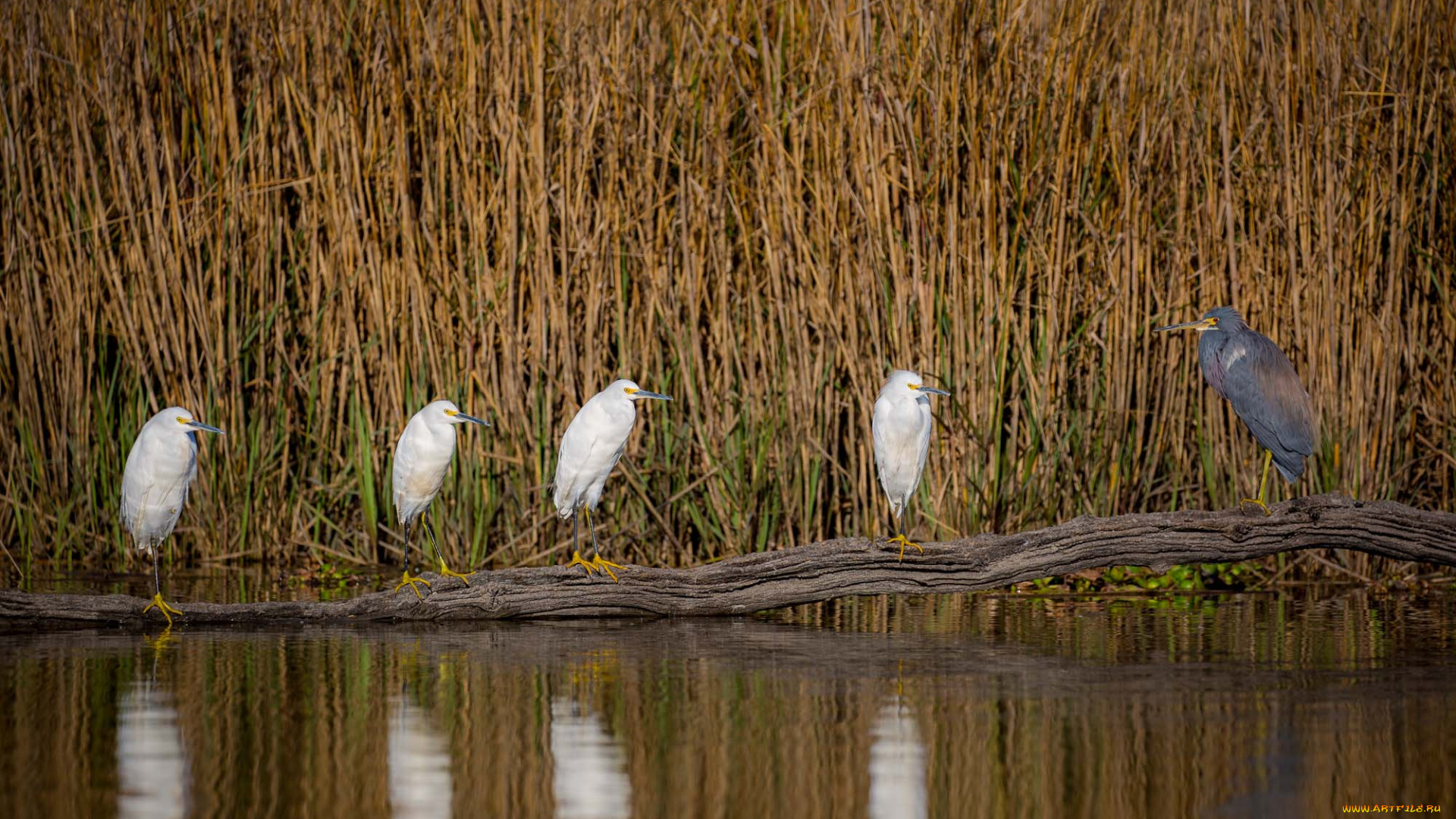 животные, цапли, , выпи, озеро, камыши, птицы