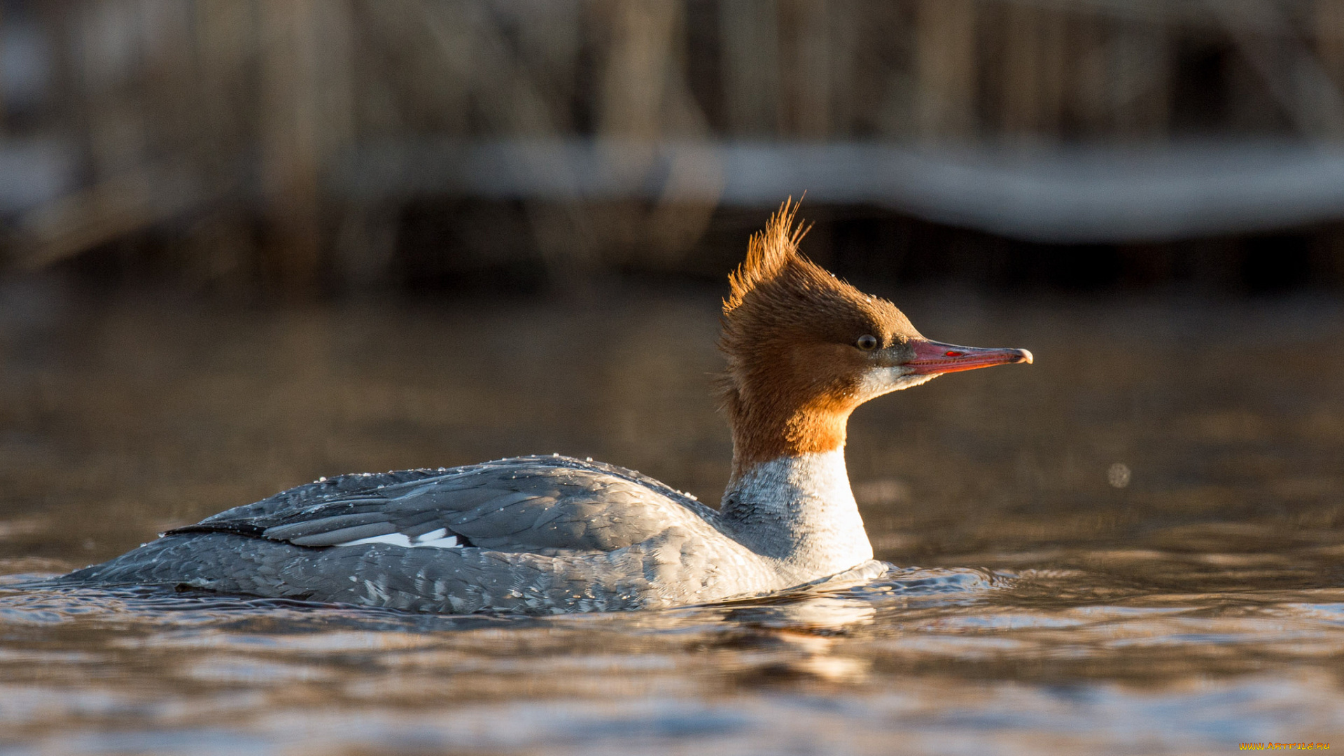 животные, Чомги, , поганки, вода, утка