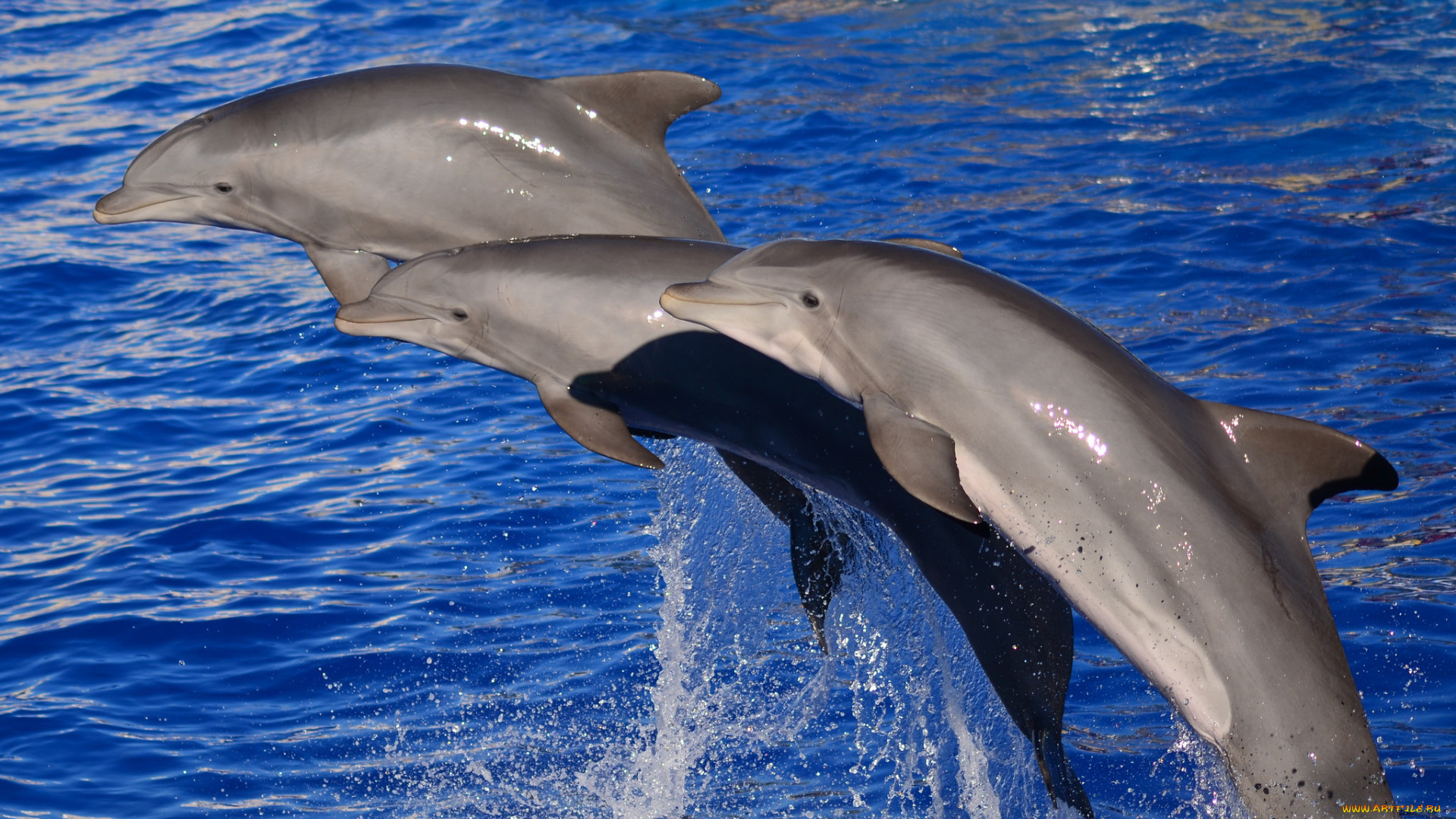 животные, дельфины, вода, море, млекопитающее